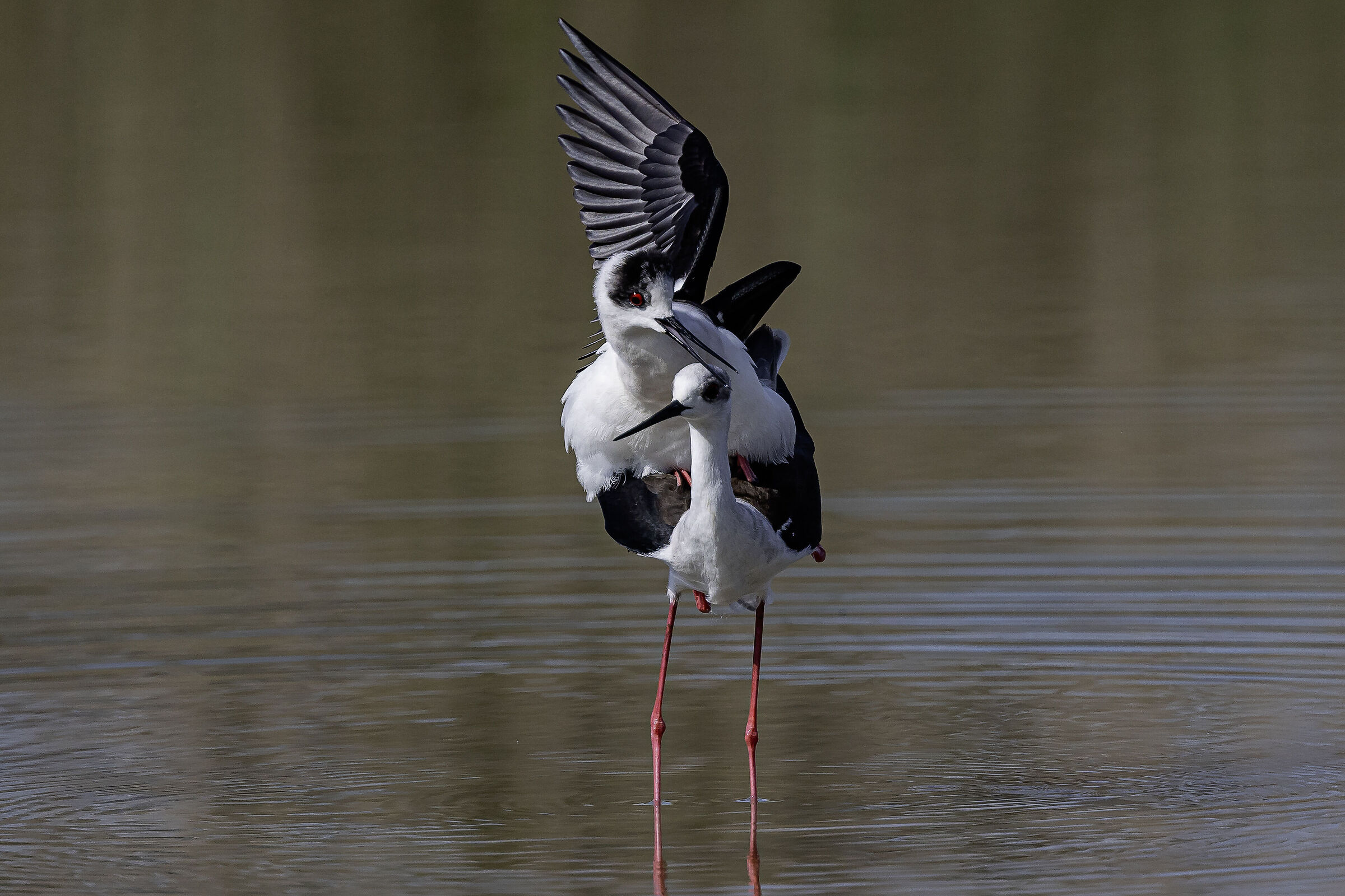 Balancing Acts