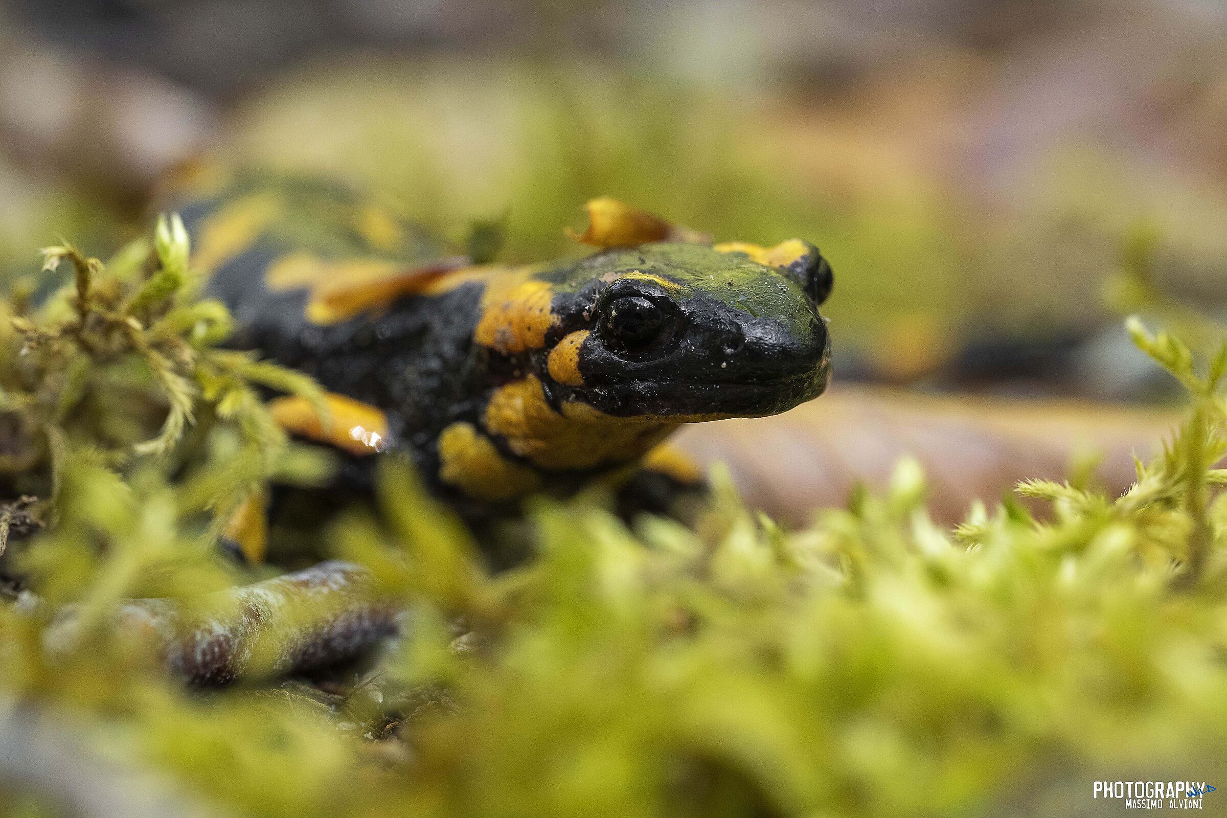 Salamandra sul muschio.