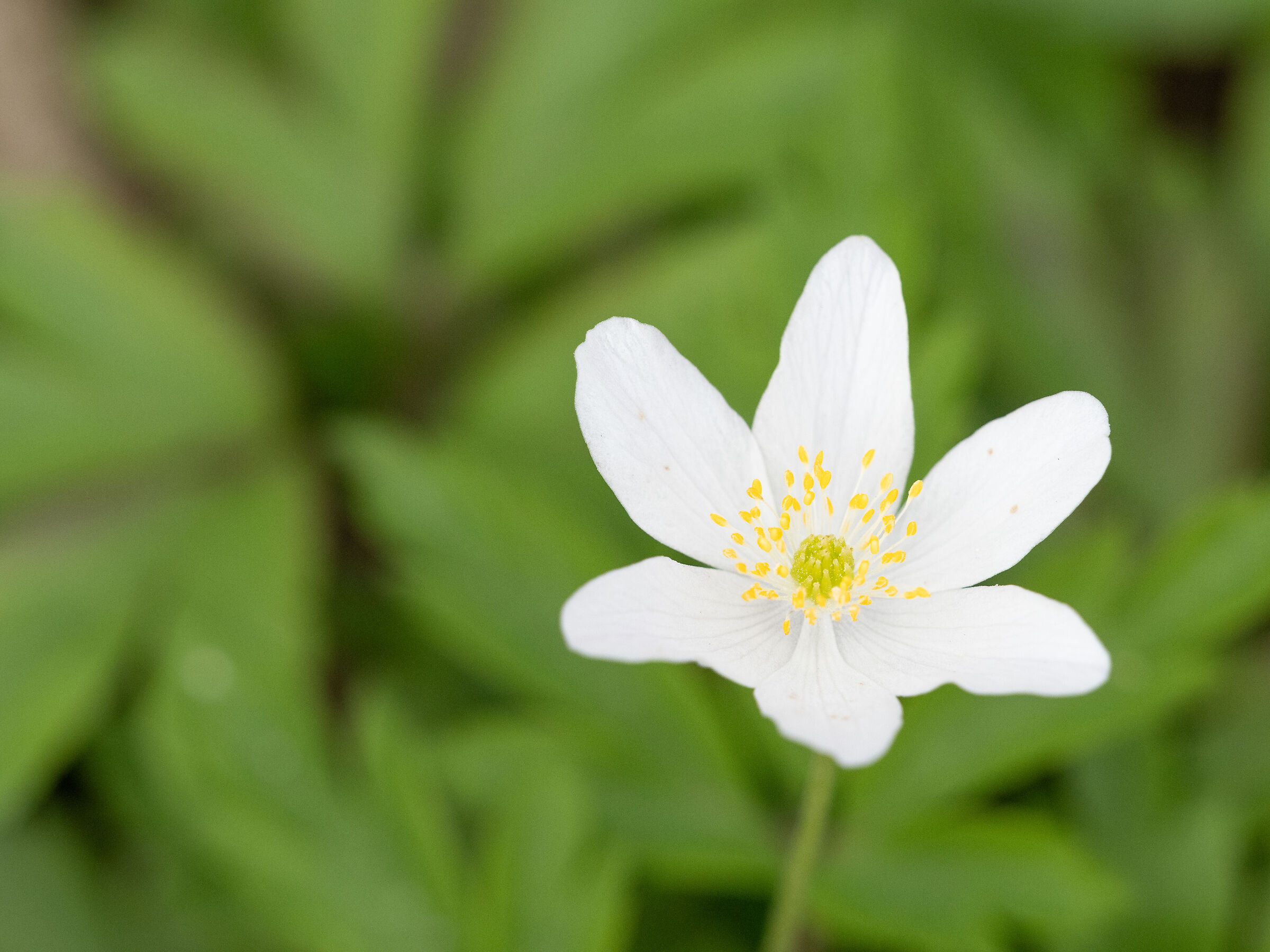 Fiore bianco