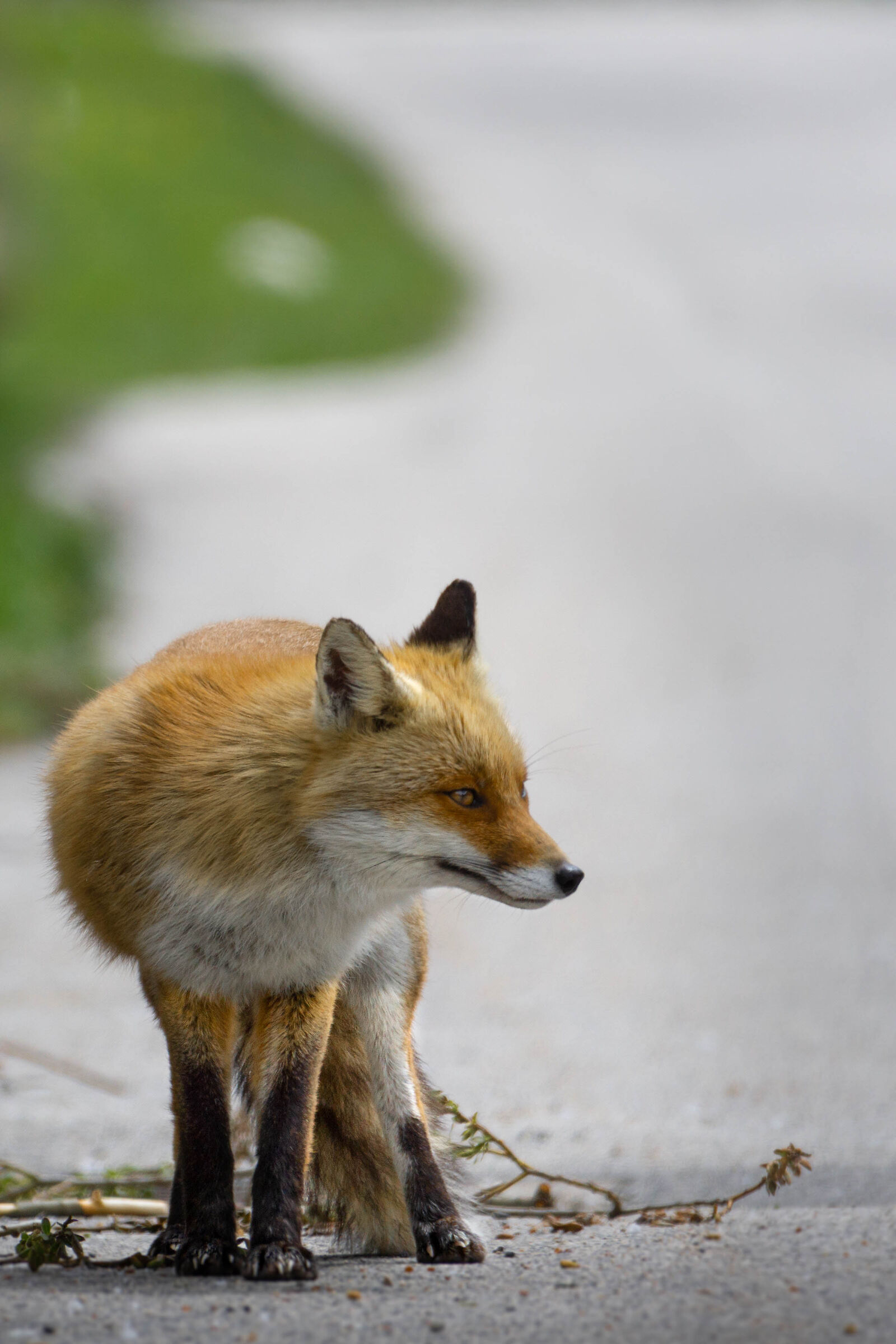 Così.. all'improvviso
