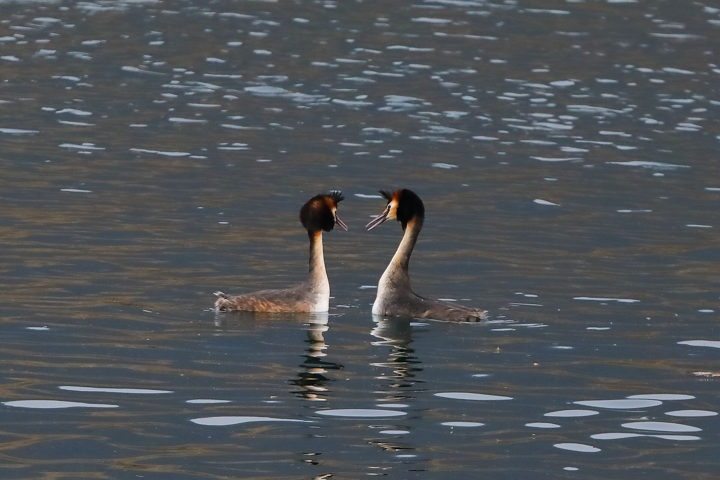 Grebes 18 February 2024 - 0049