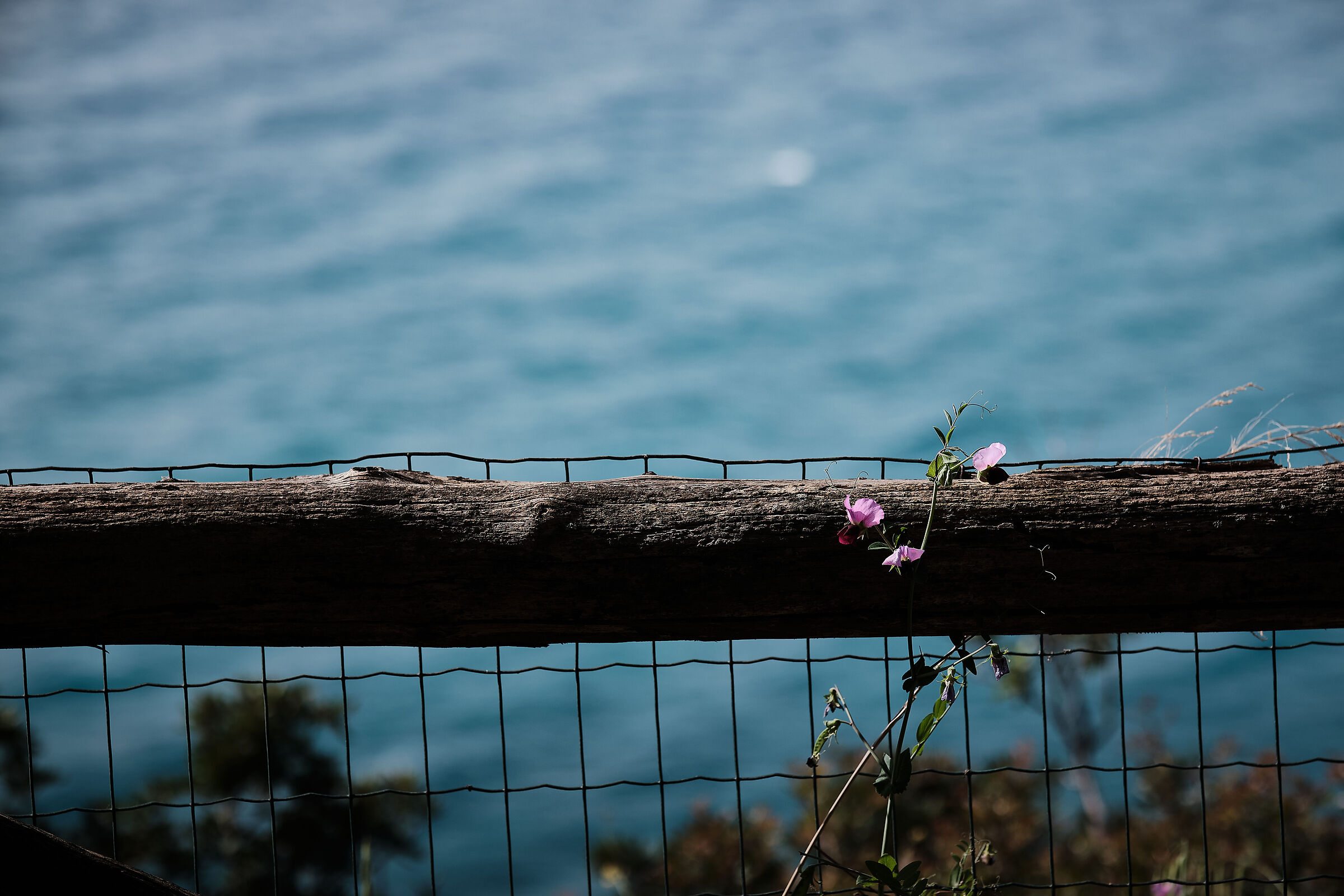 Avvolta sulla recinzione