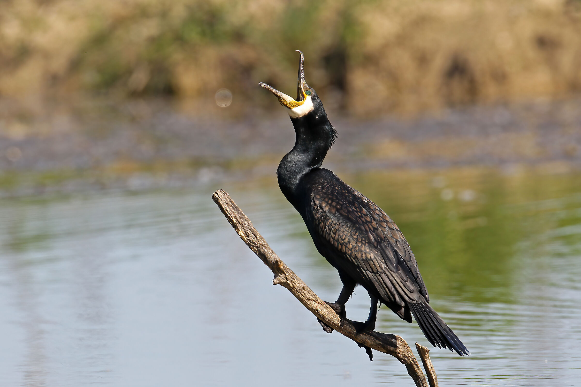cormorano urlante