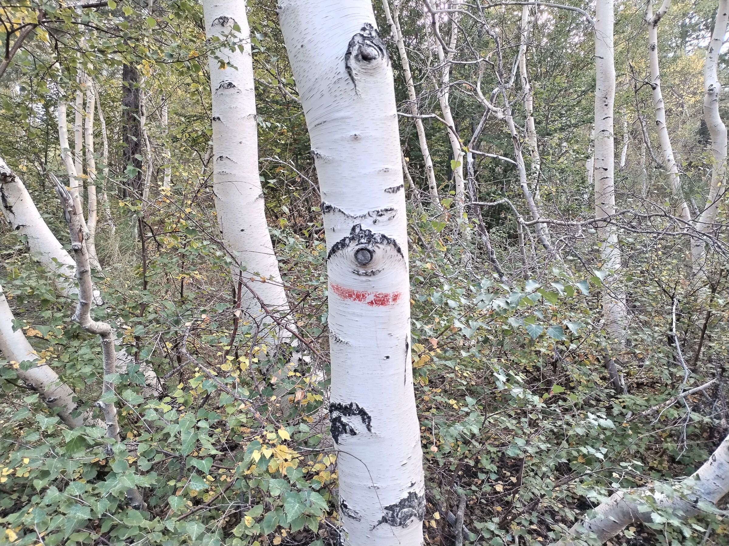 I feel like I'm being watched