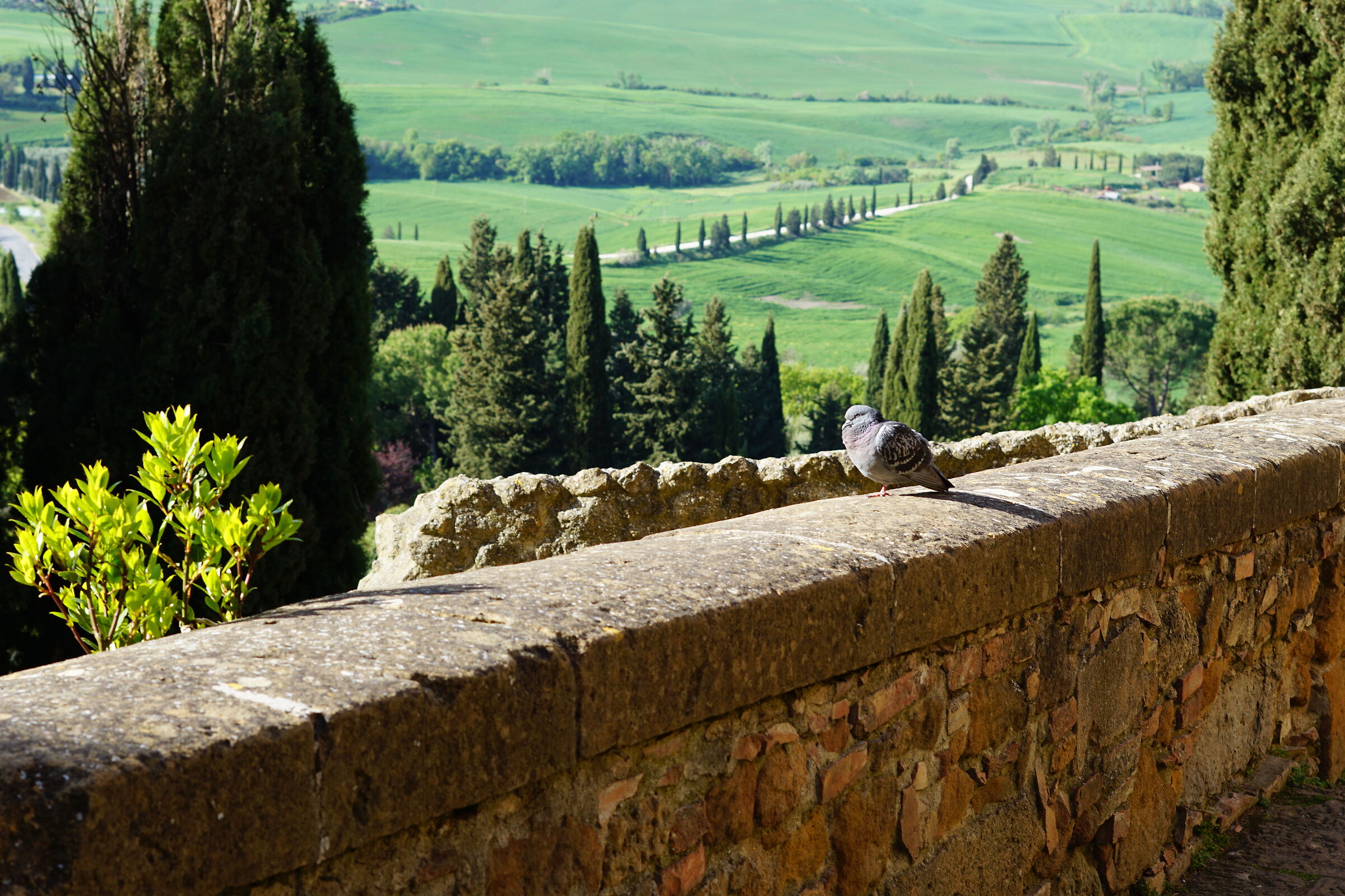 Pigeon in Pienza