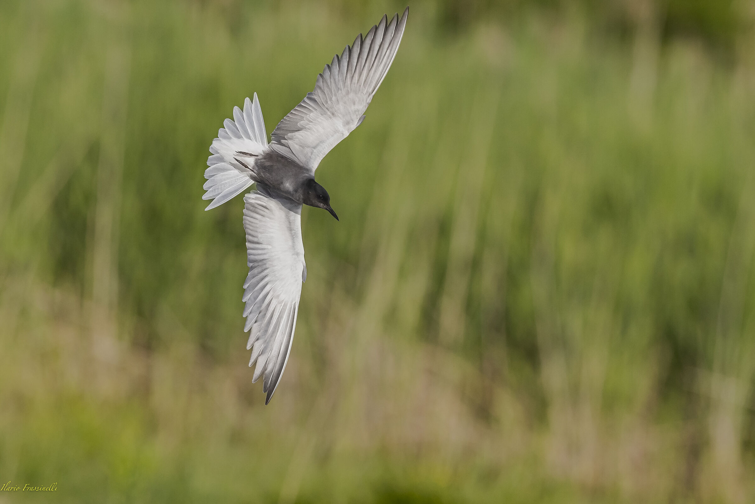 White-winged tern