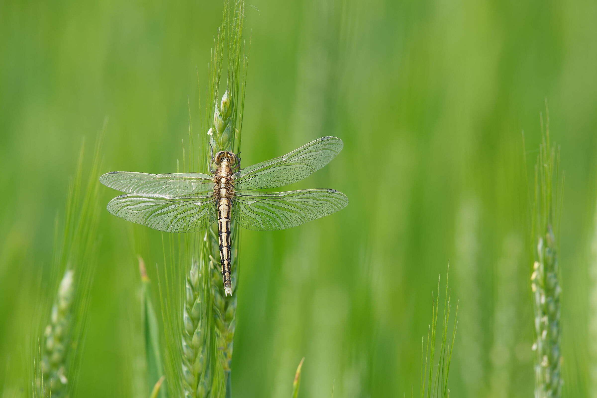Orthetrum albistylum