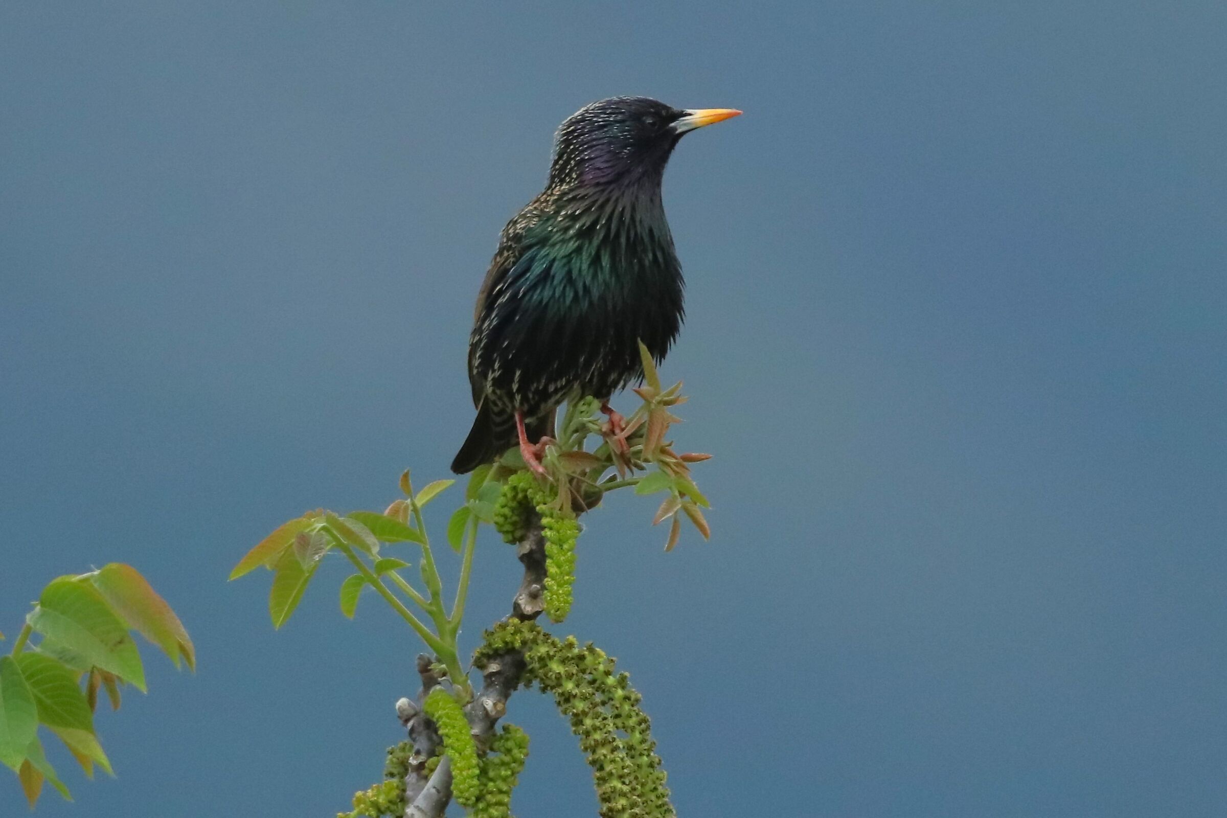 Starling