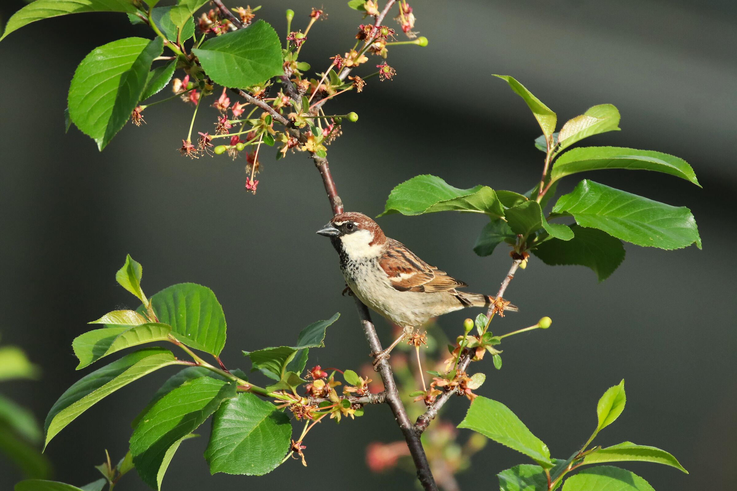 Tree sparrow