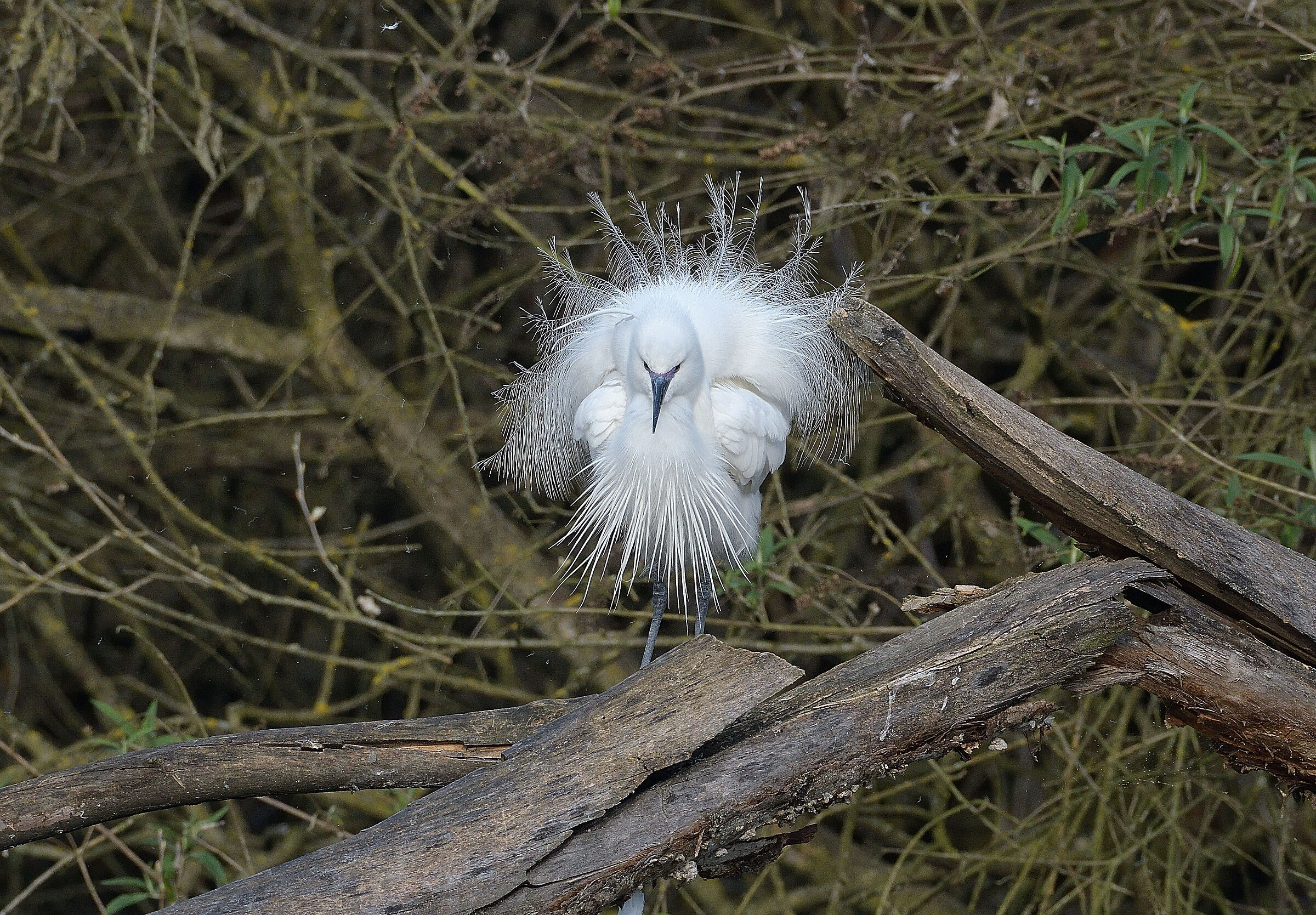 I feel like a peacock.