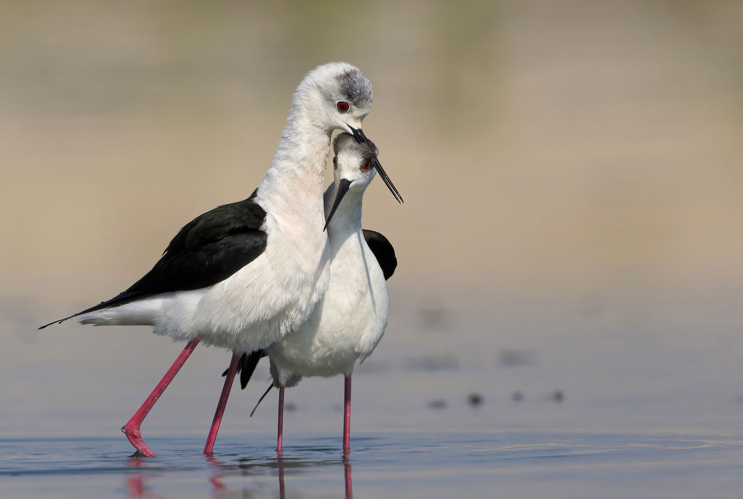 cavalieri d'Italia dolcissimi