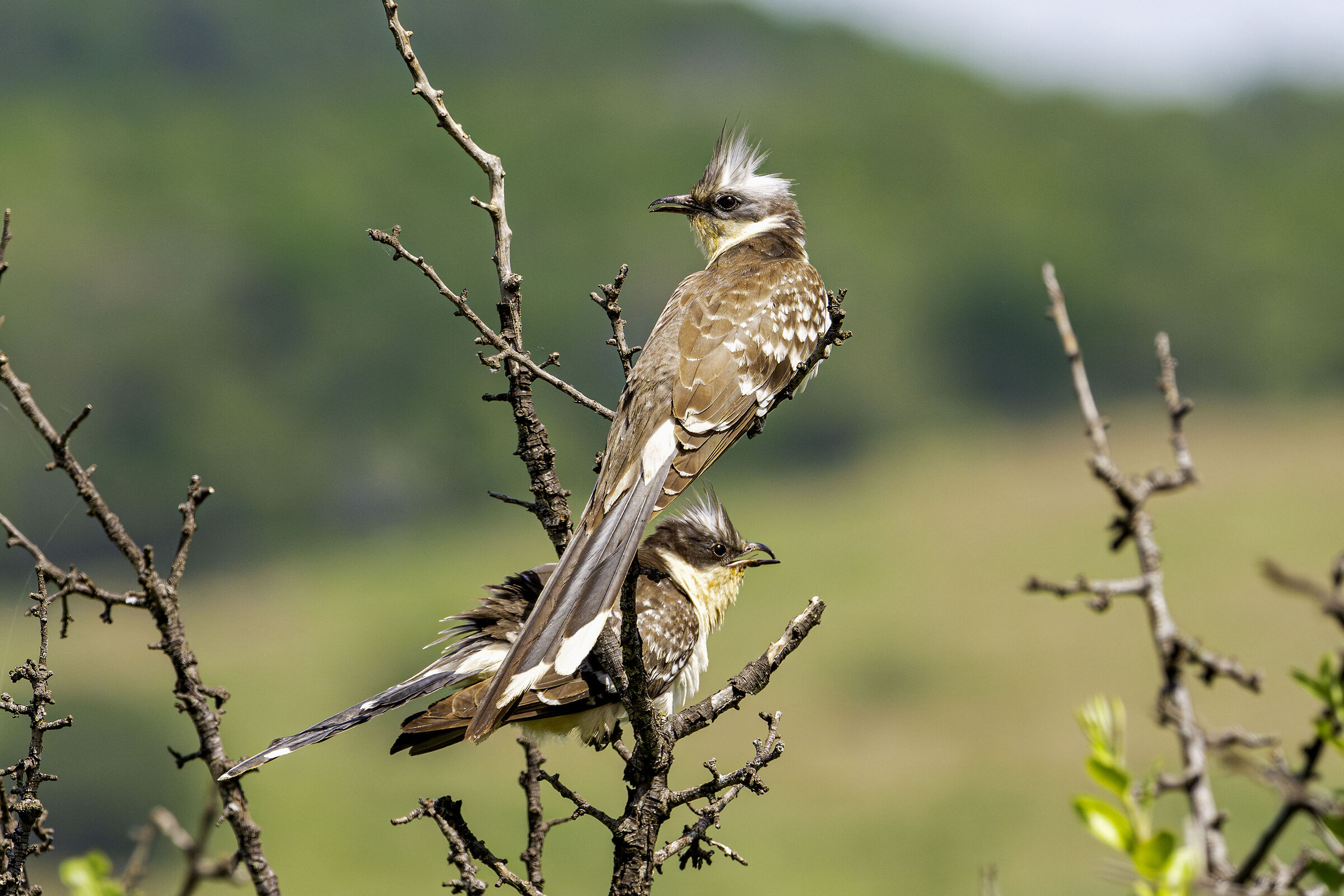 La coppia Clamator glandarius (cuculo dalciuffo)