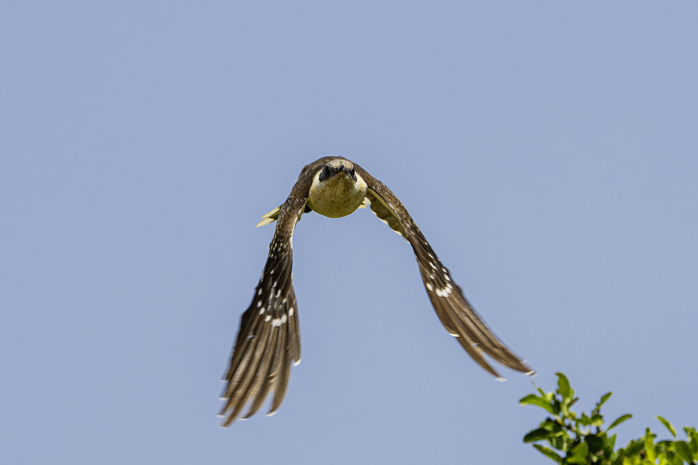 Clamator glandarius( cuculo dal ciuffo)