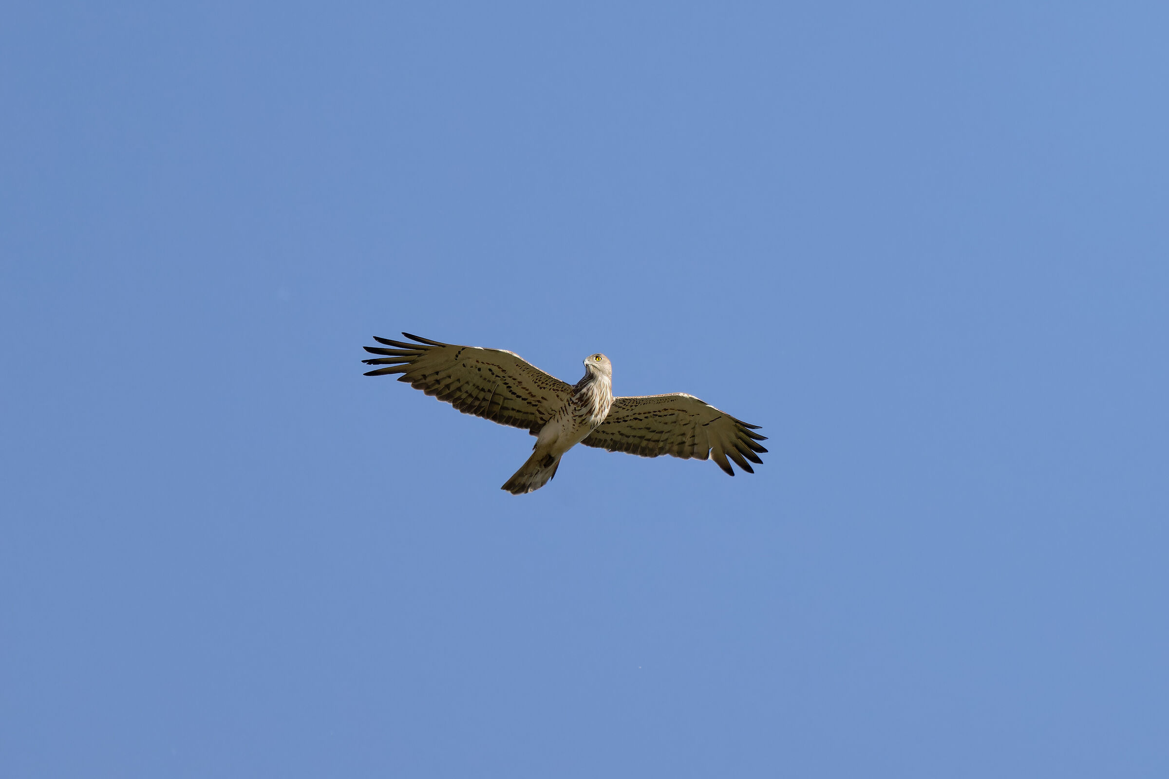 Young Short-toed Eagle