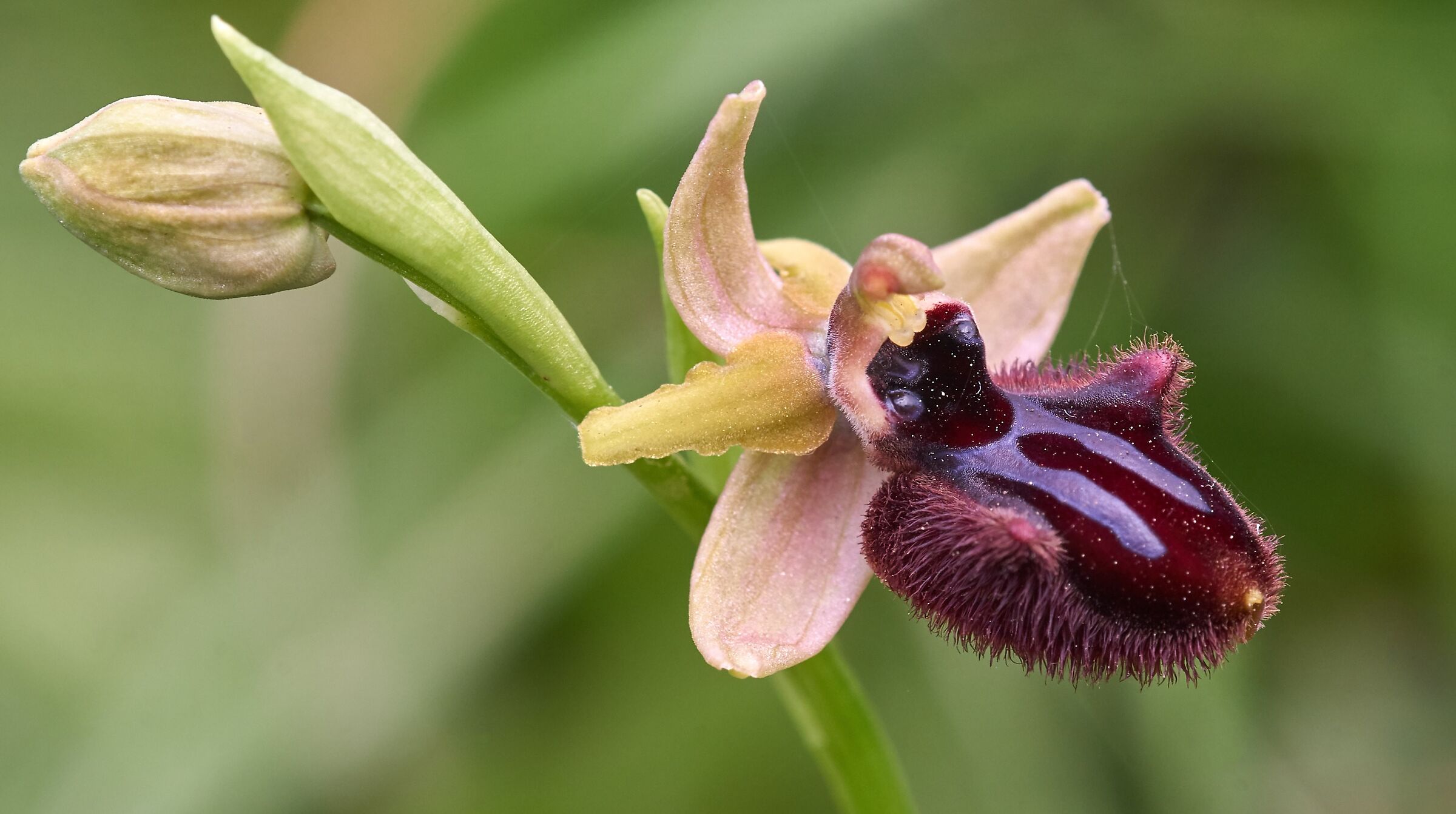 Ophrys incubacea