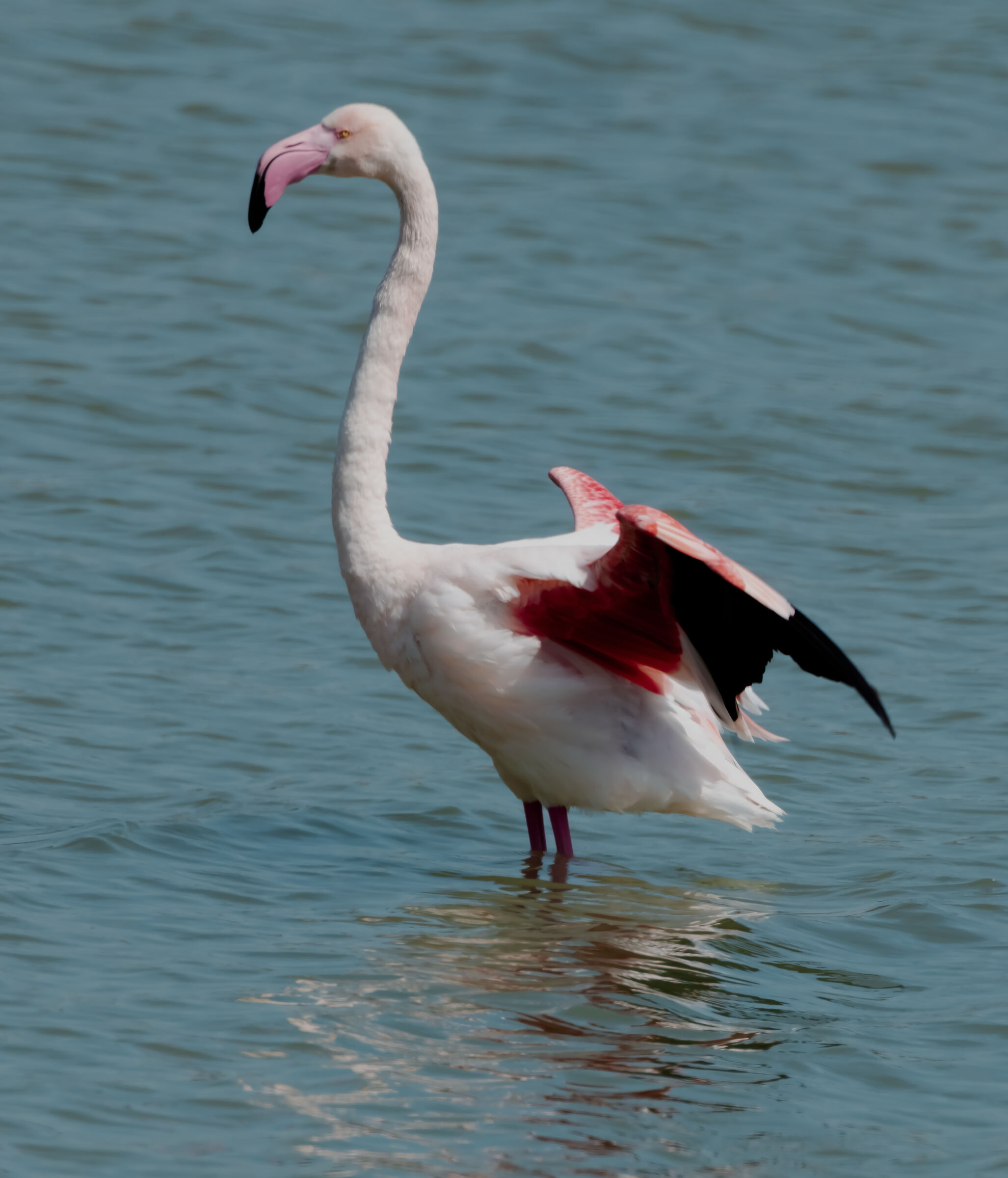 pink flamingo