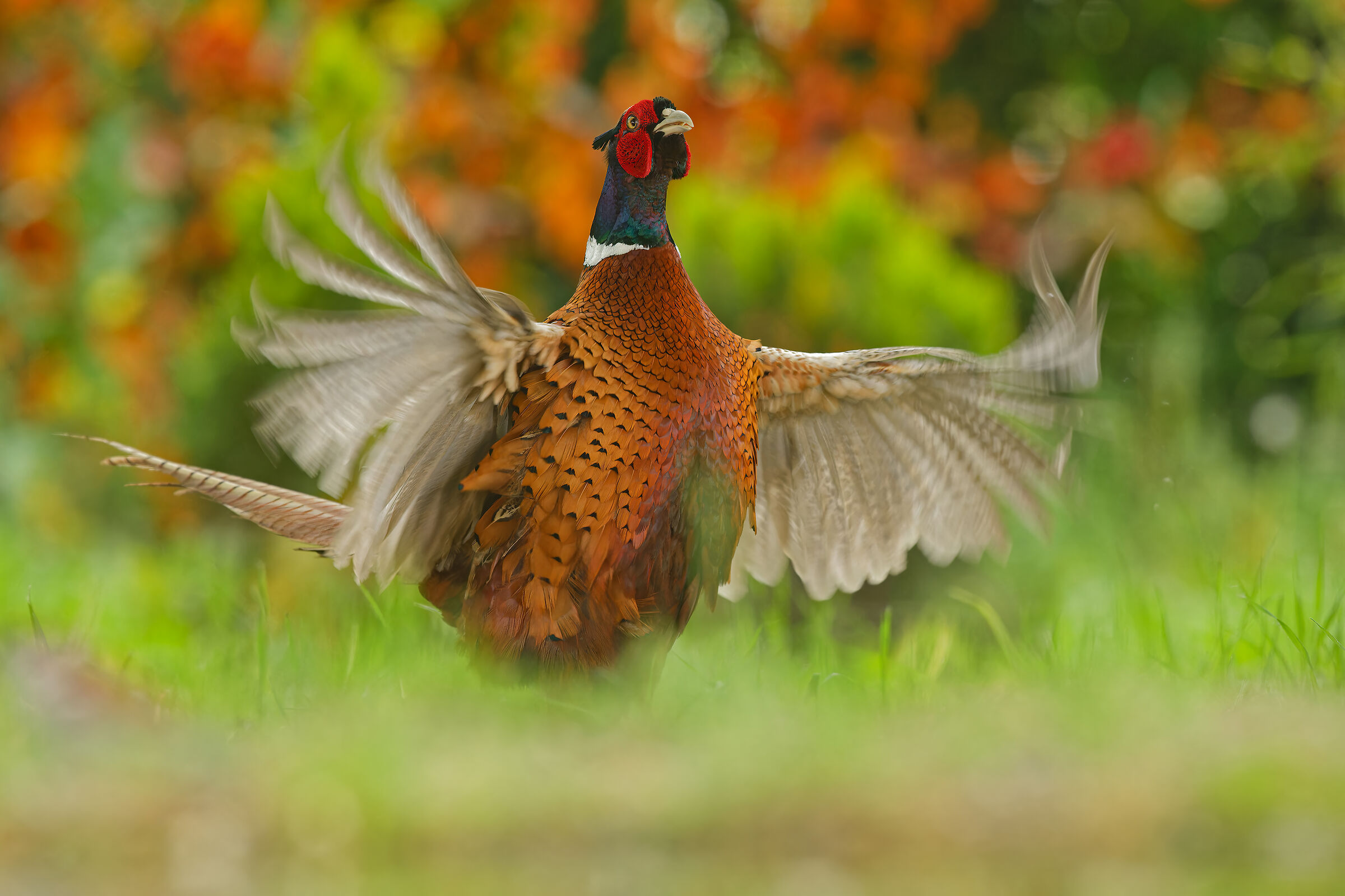 PHEASANT (M)