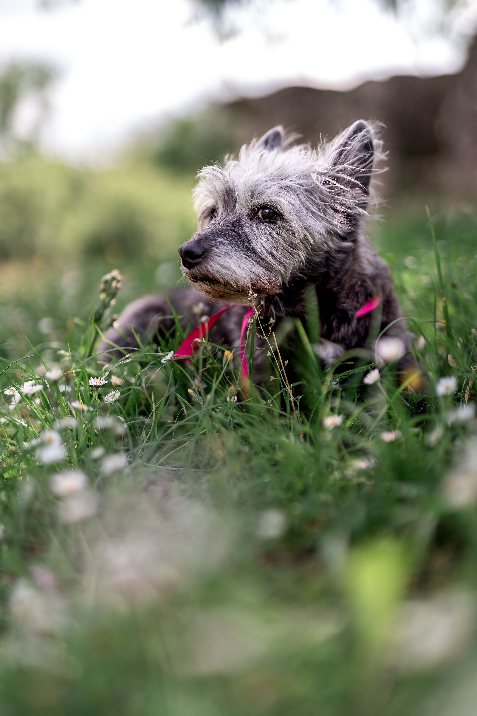 Minnie Mouse among the daisies
