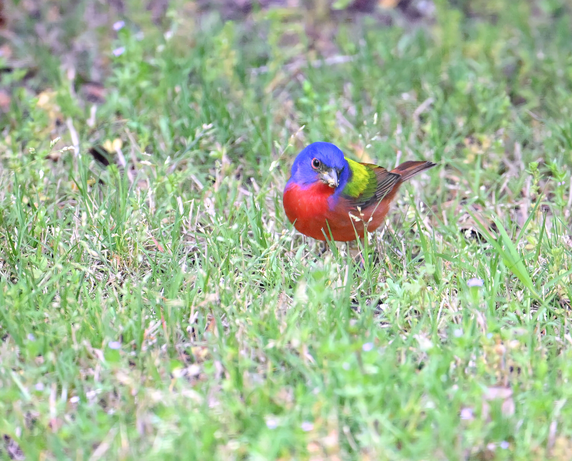 Passerina ciris , o Zigolo dipinto - non qui