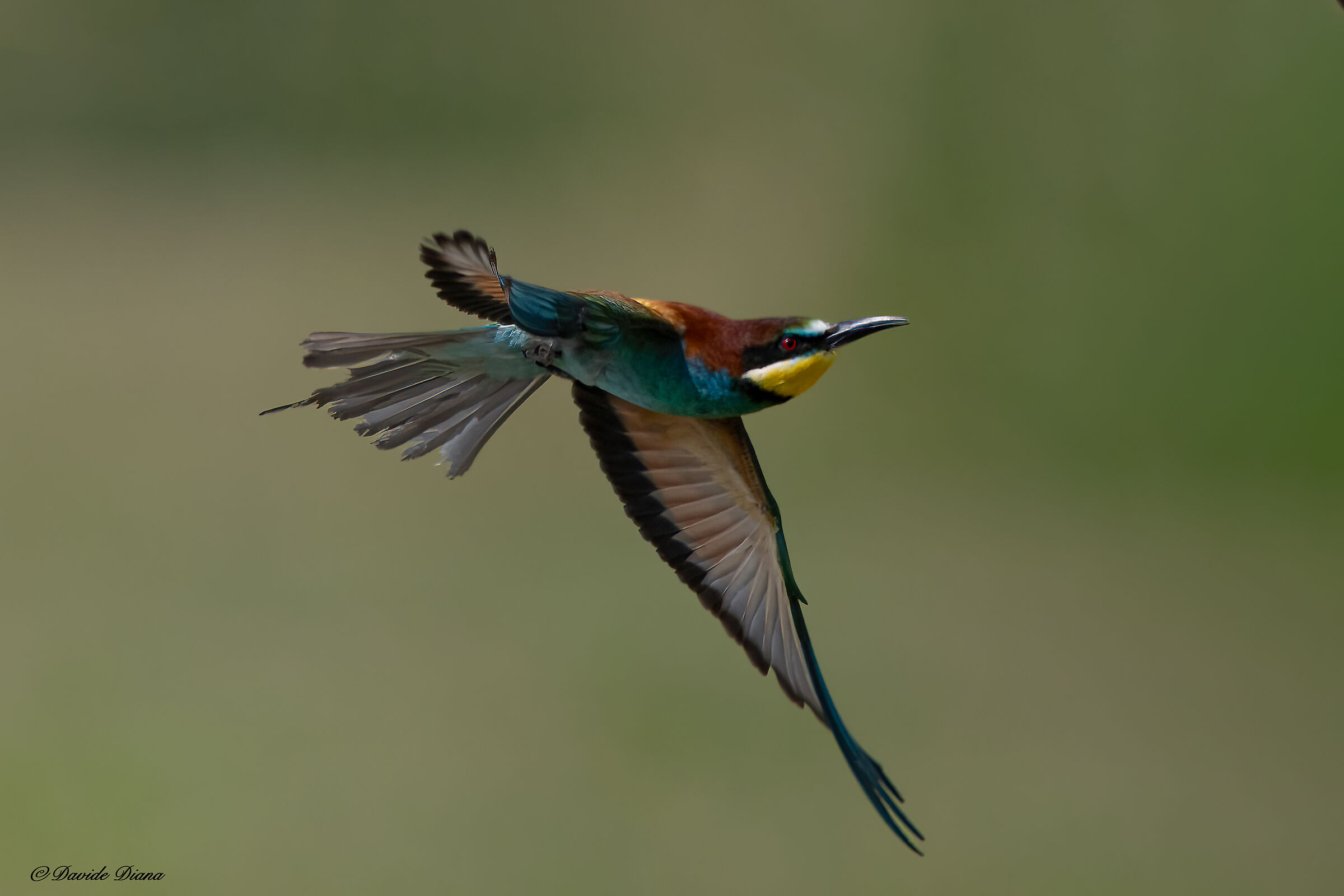 Bee-eater