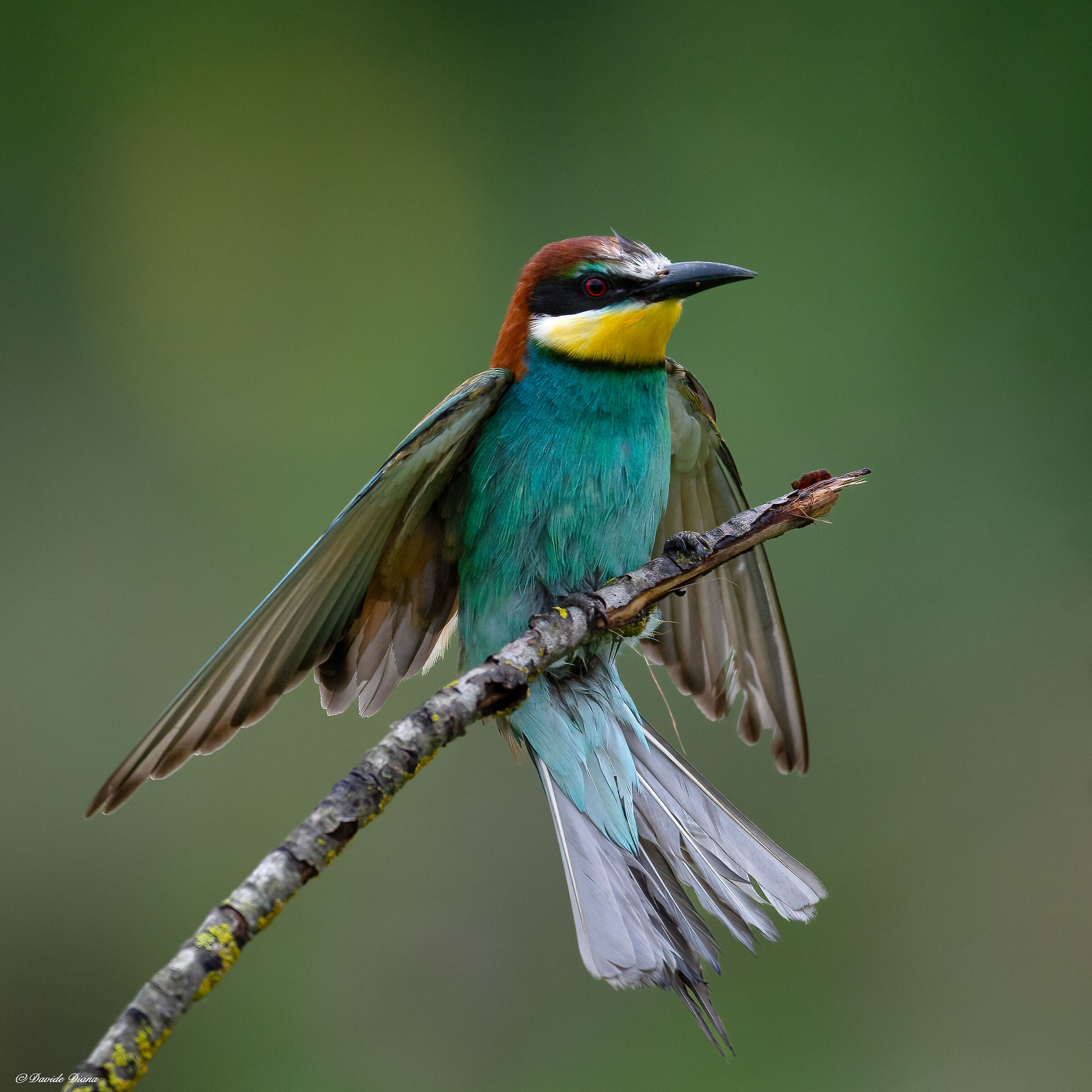 Bee-eater