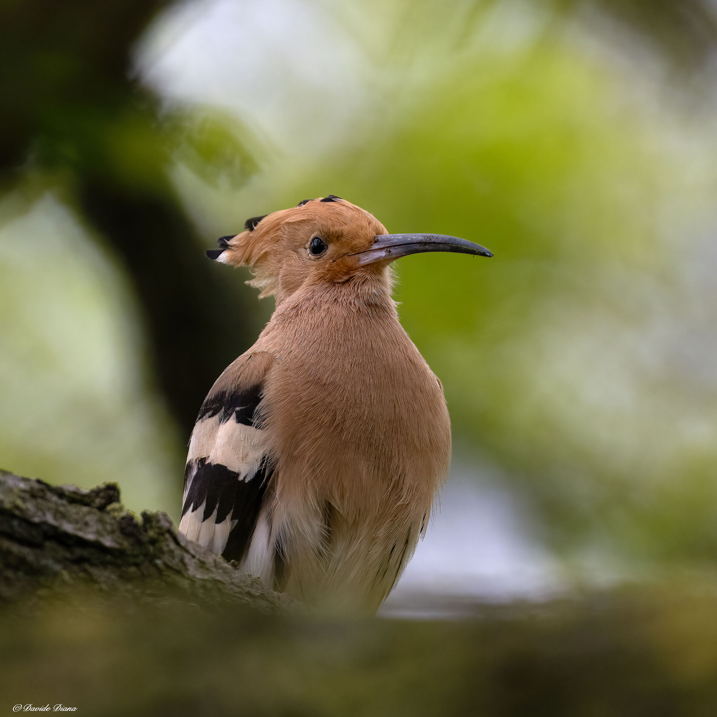 Hoopoe