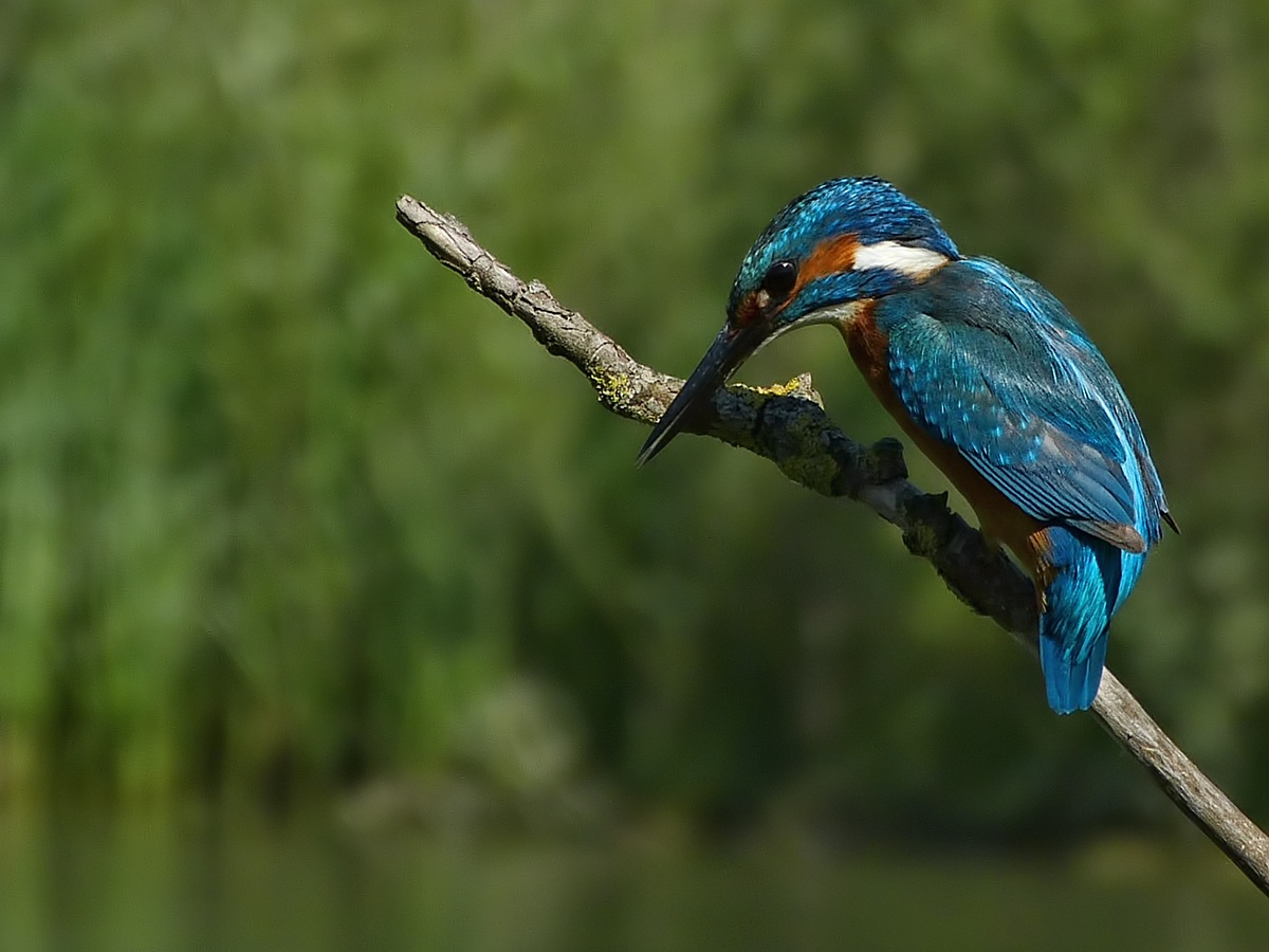 Puntando la preda...