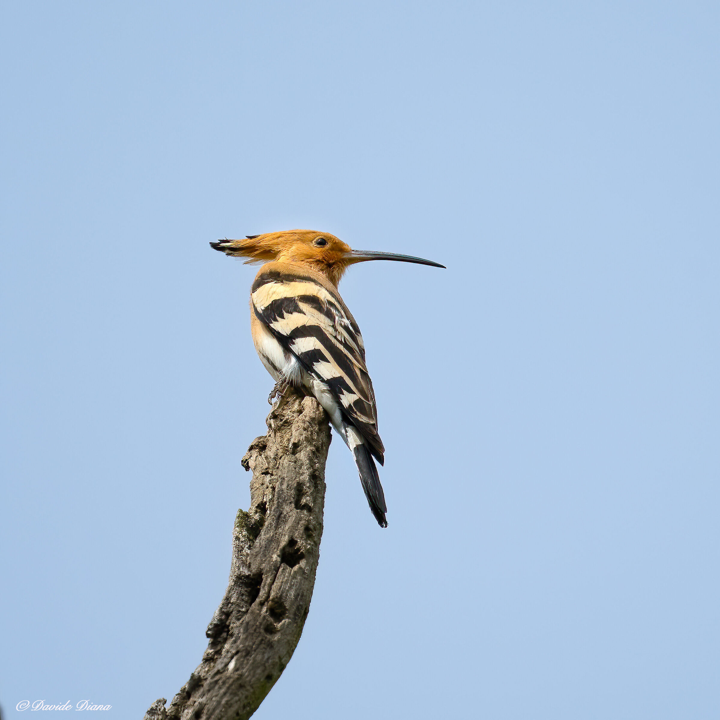 Hoopoe
