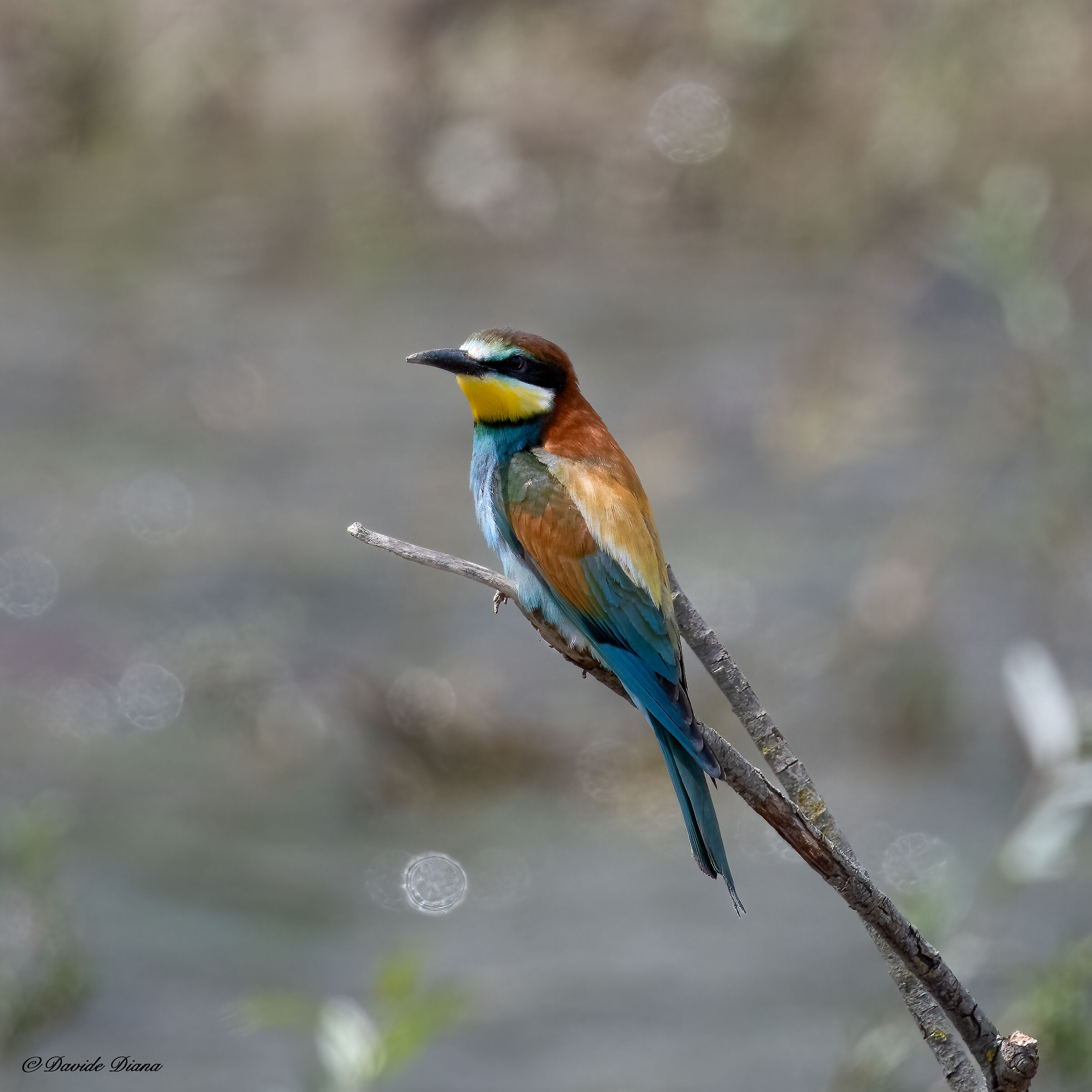 Bee-eater