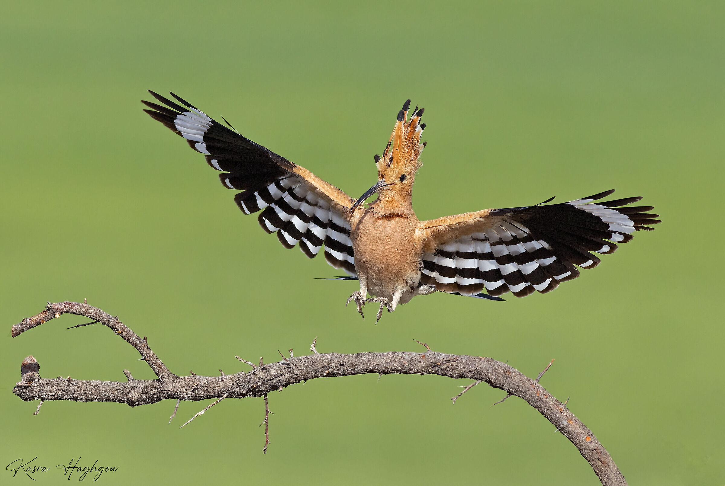 Eurasian hoopoe
