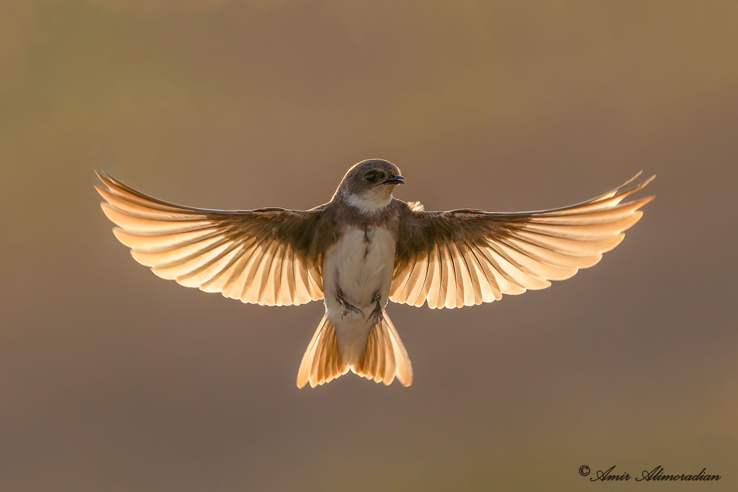 Sand martin 3