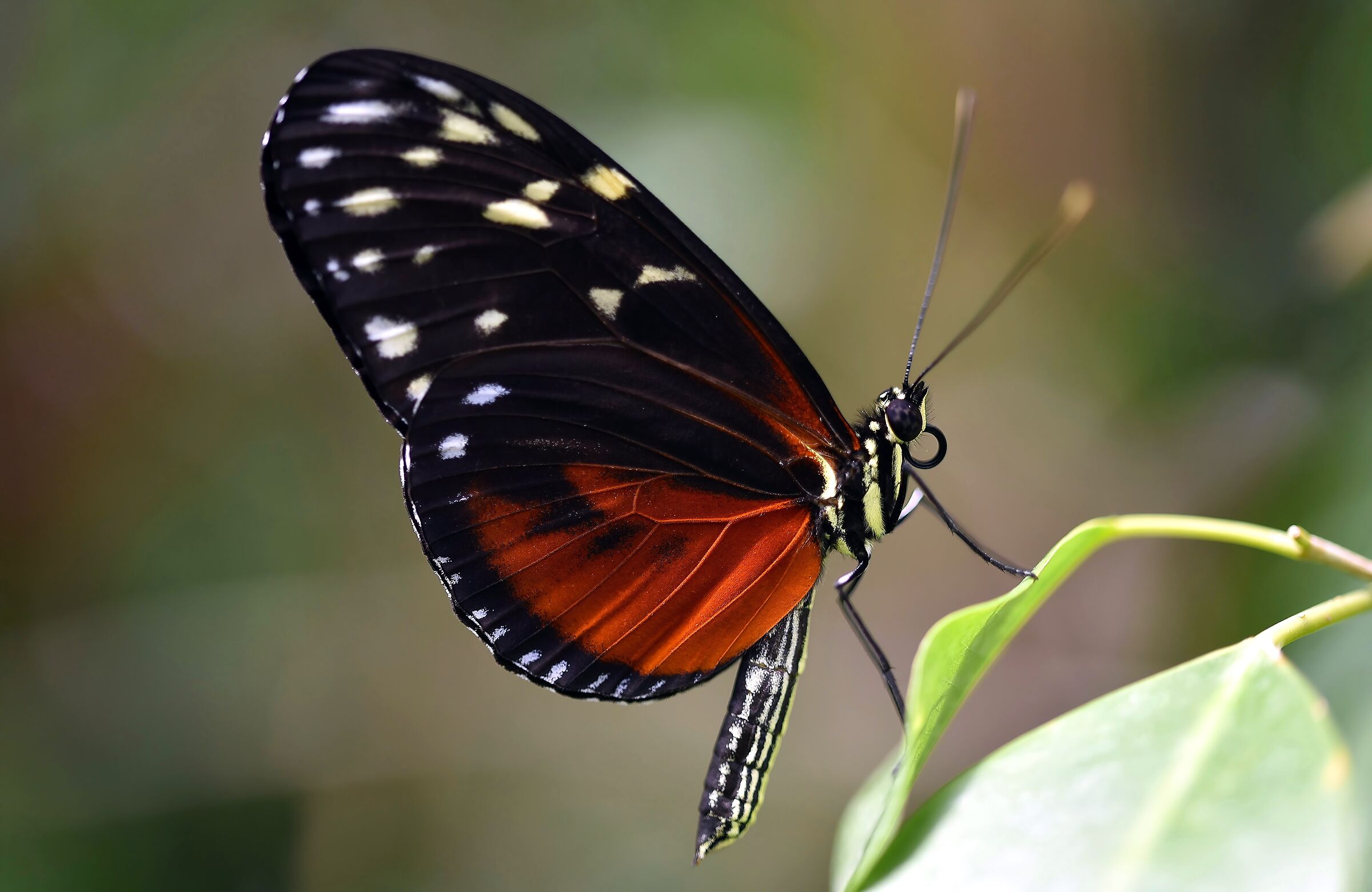 Heliconius hecale