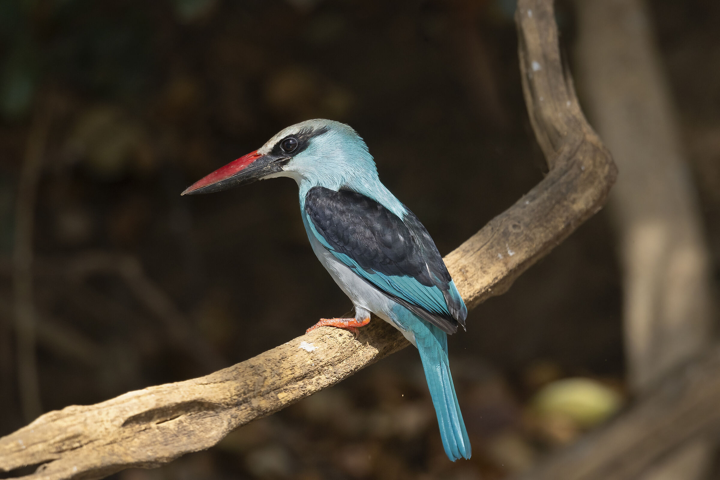 Martin pescatorte pettoazzurro