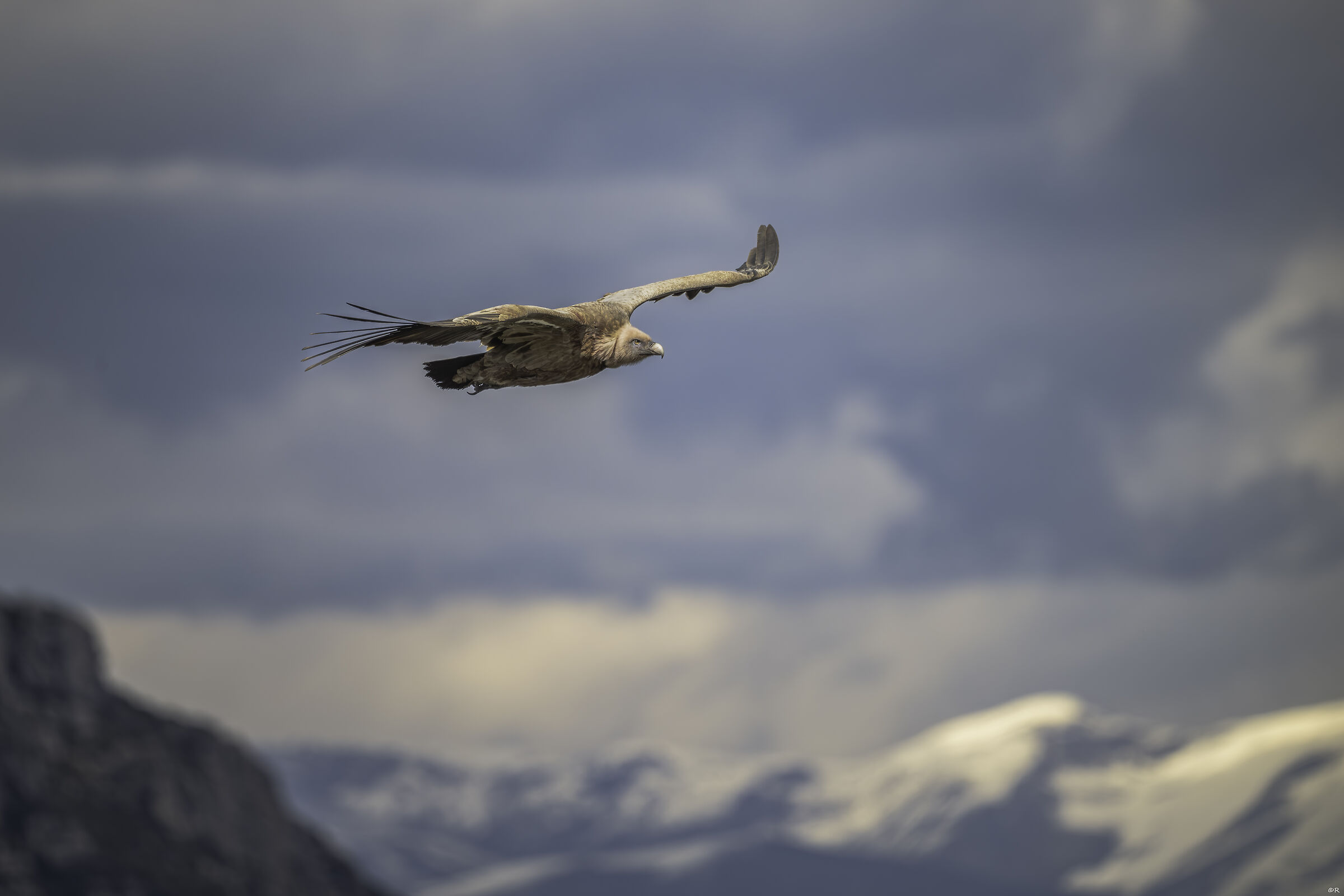 fulvus flying over mountains