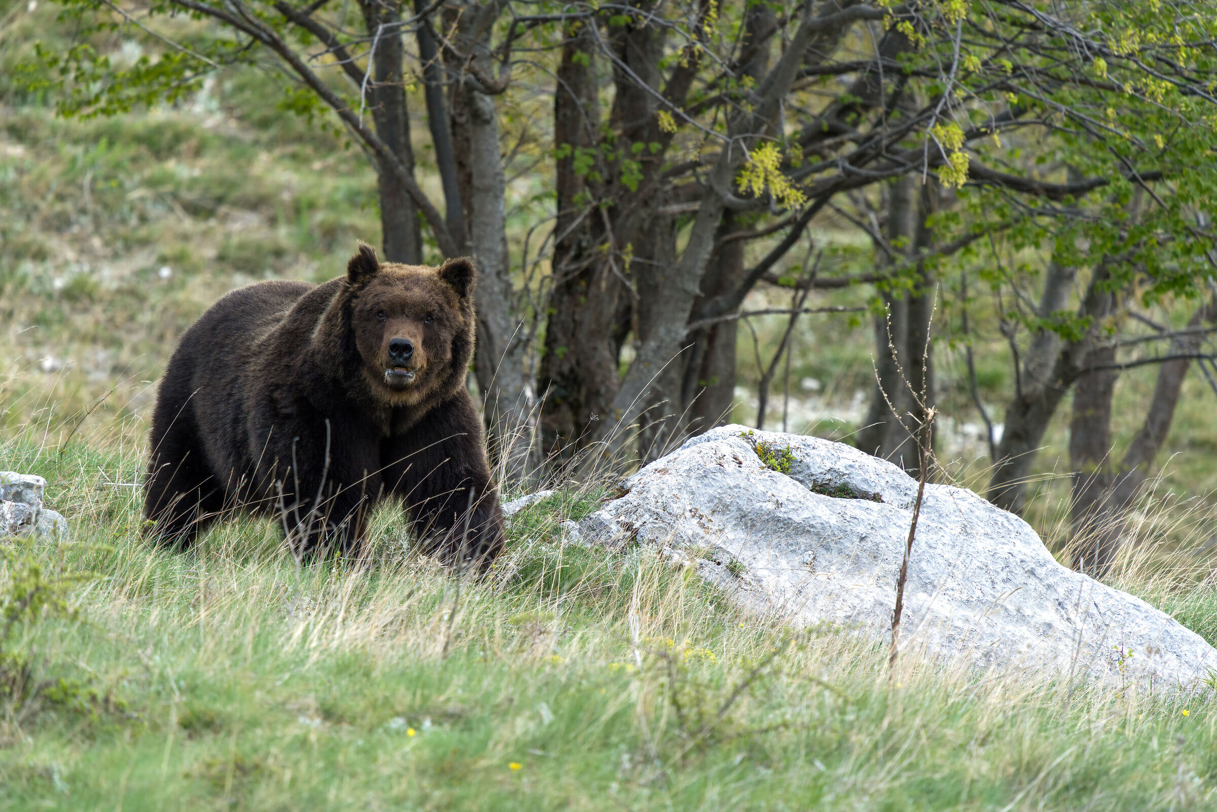 Marsican brown bear