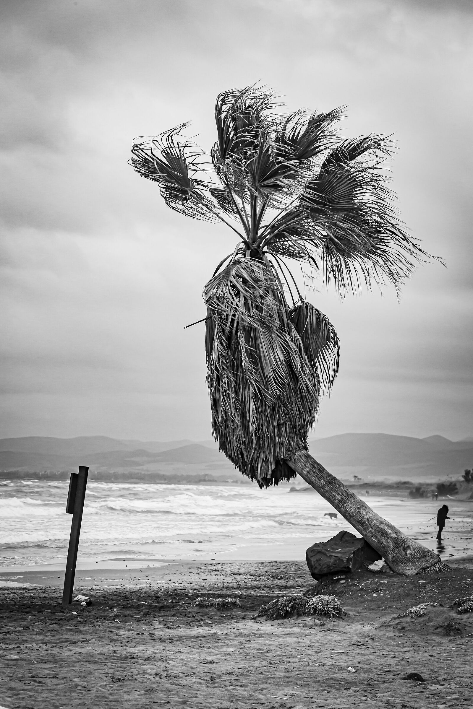 Ladispoli - Torre Flavia - Palme