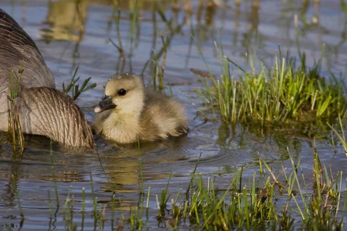 piccola oca (isola della cona)