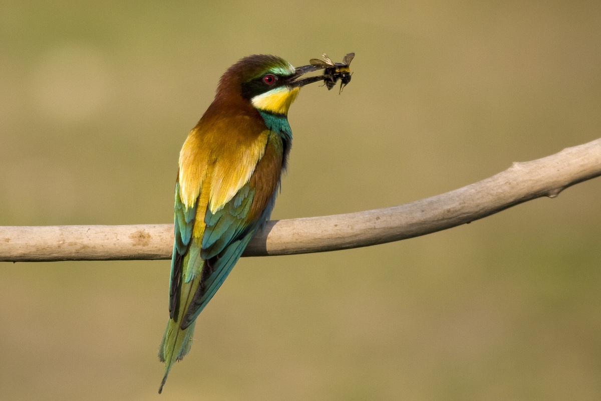 gruccione (isola della cona)