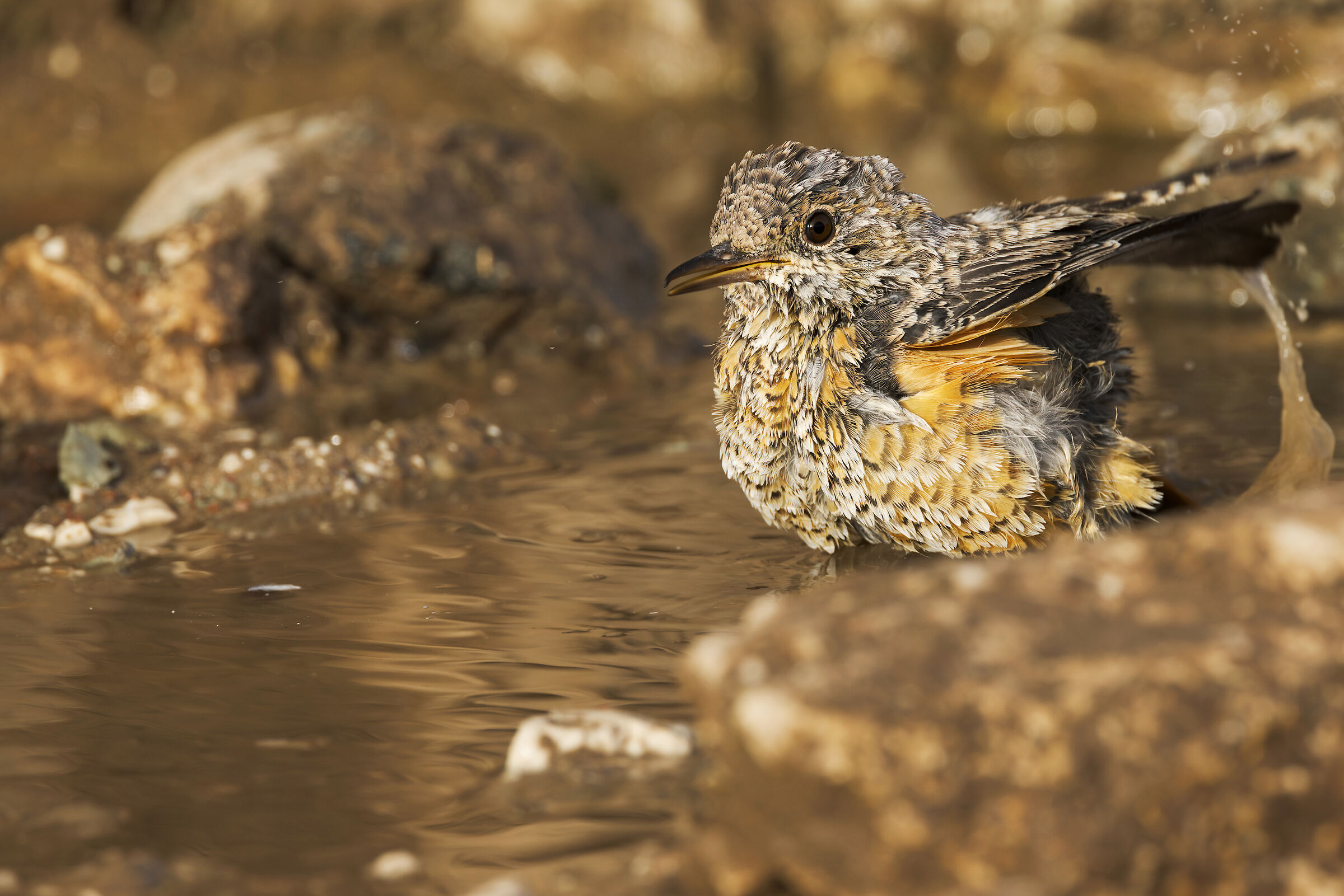Redstart (Monticola saxatilis)