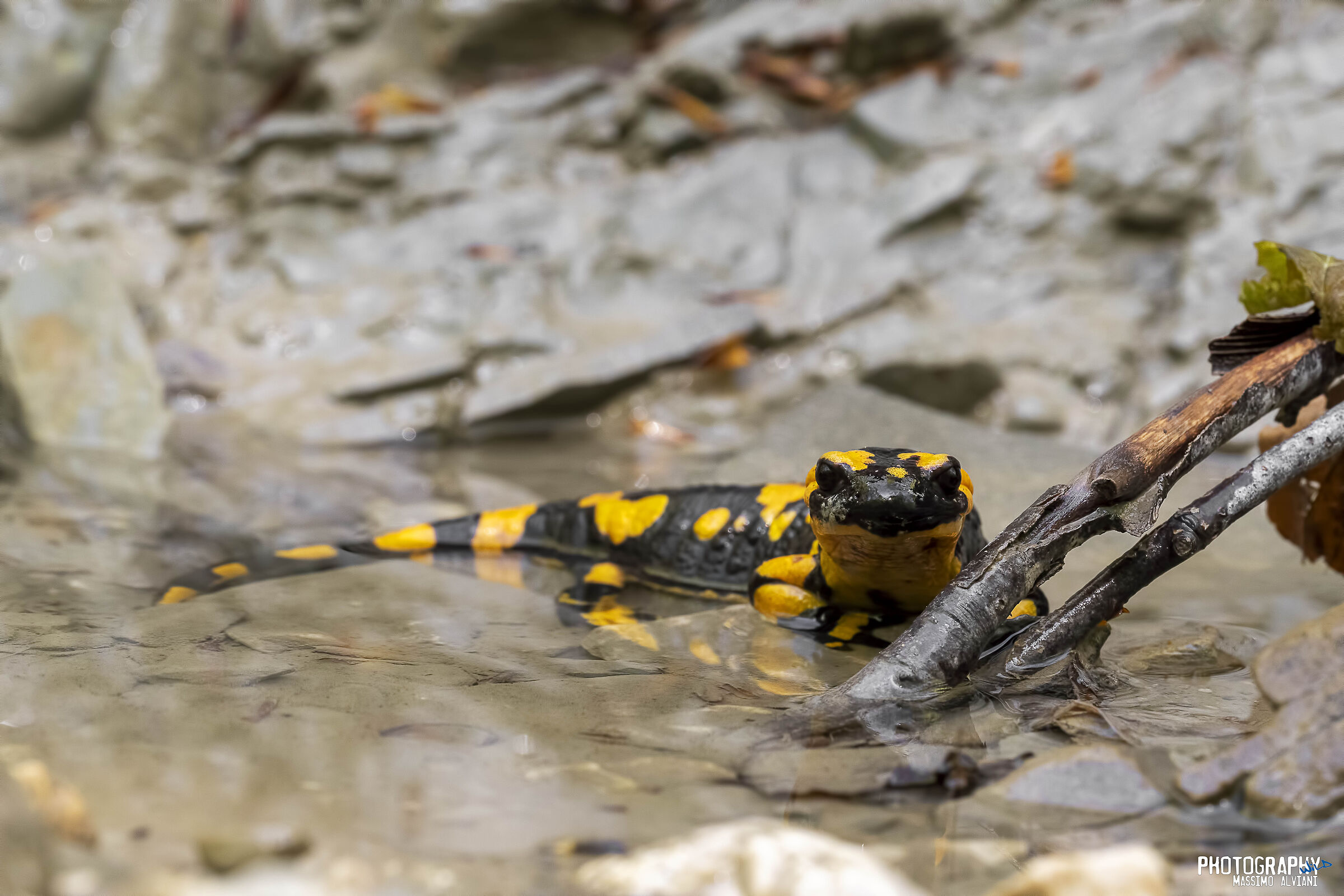 Salamandra in acqua.
