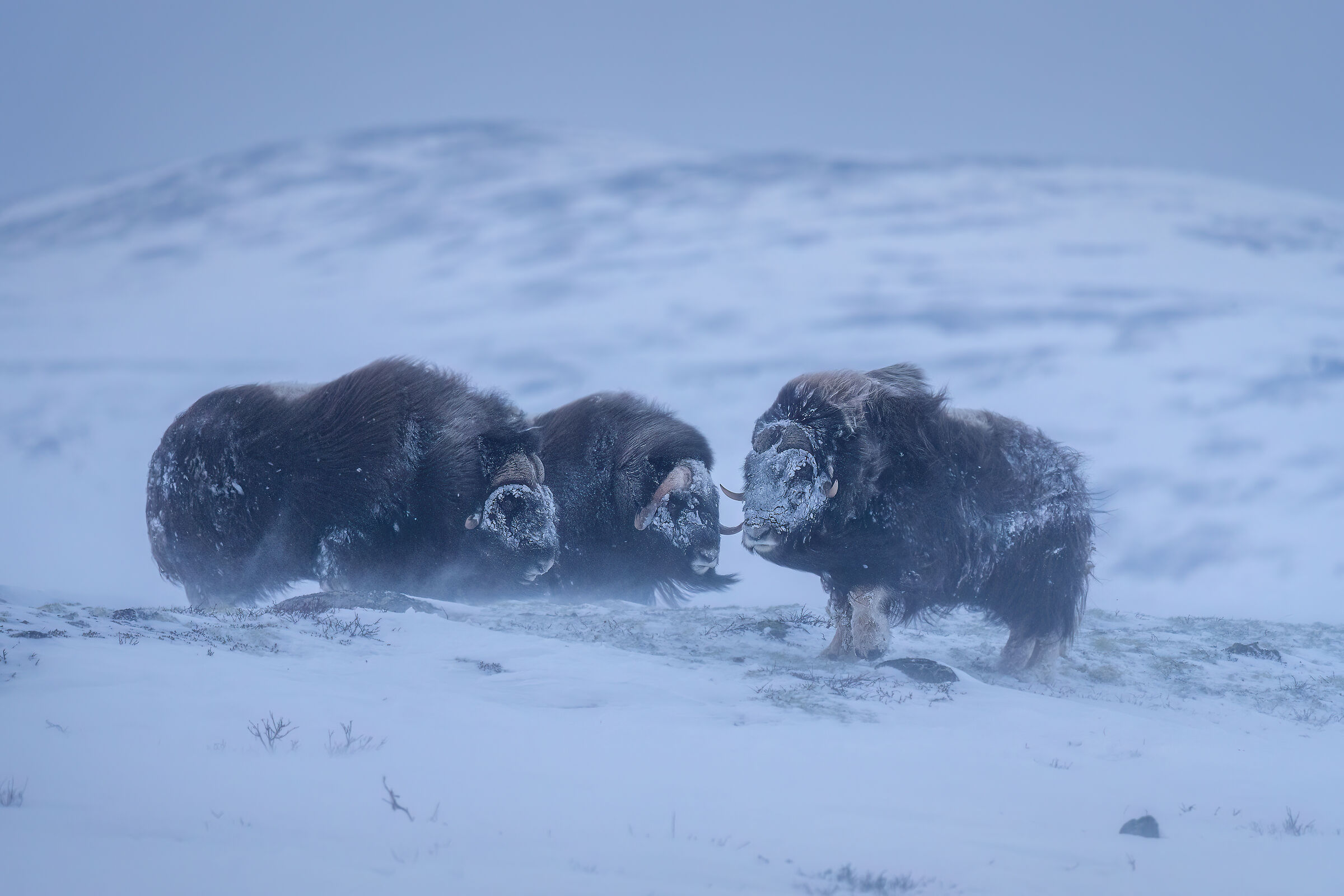 Musk oxen