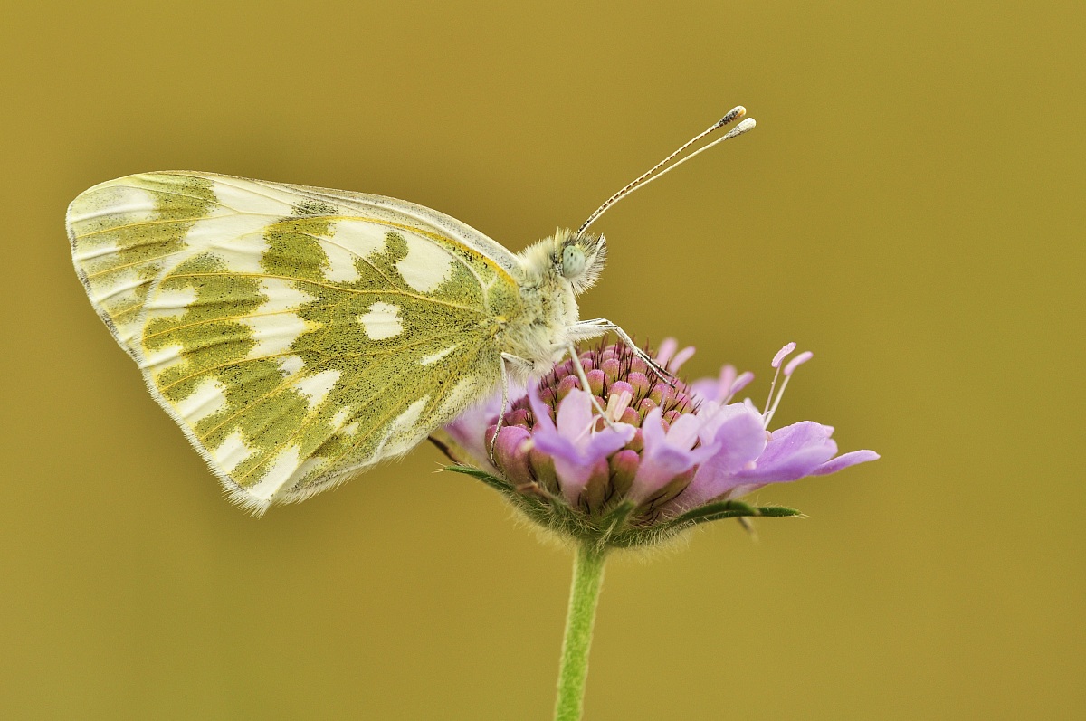 Pontia edusa (Fabricius, 1777)