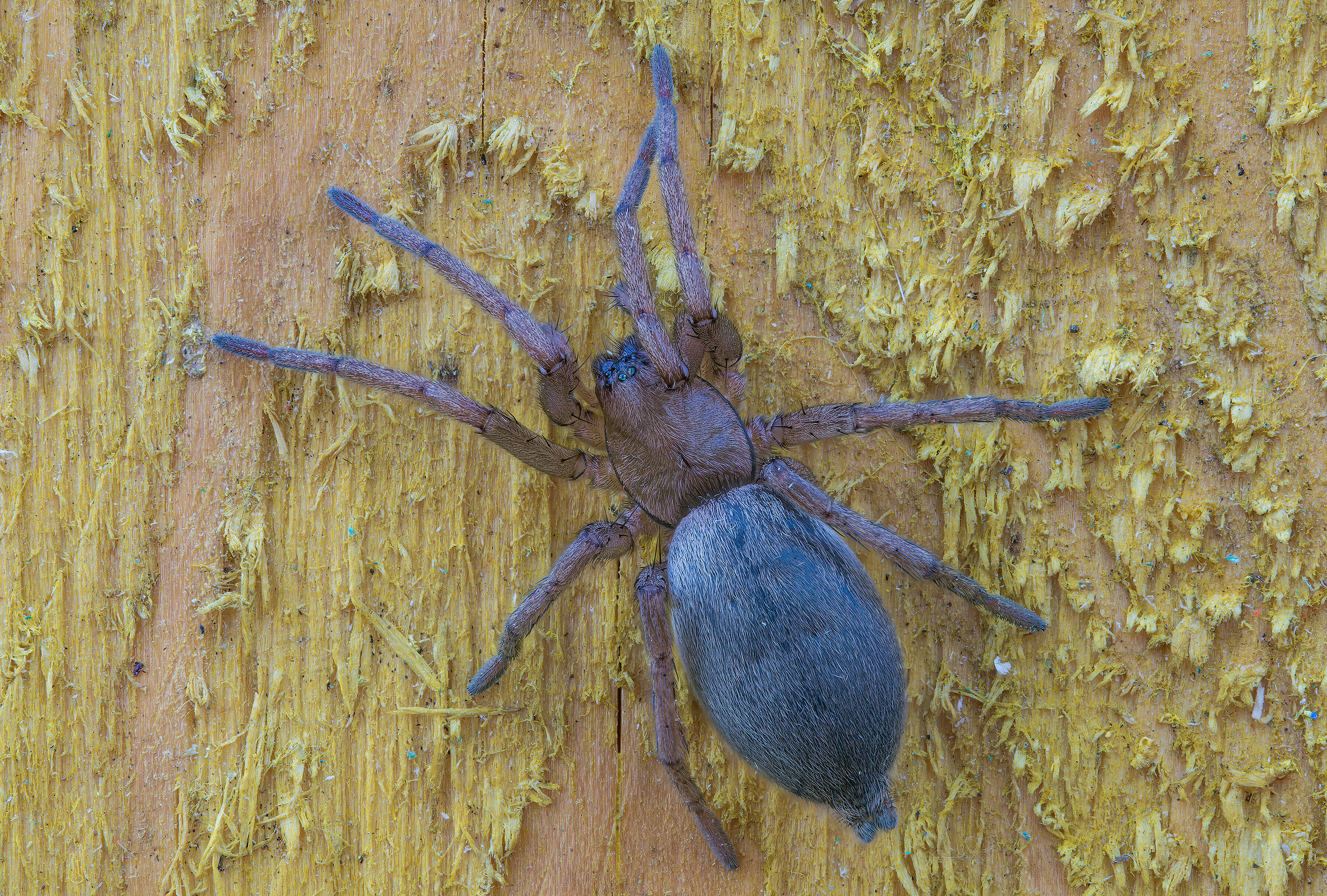 Drassodes sp. z o.o.