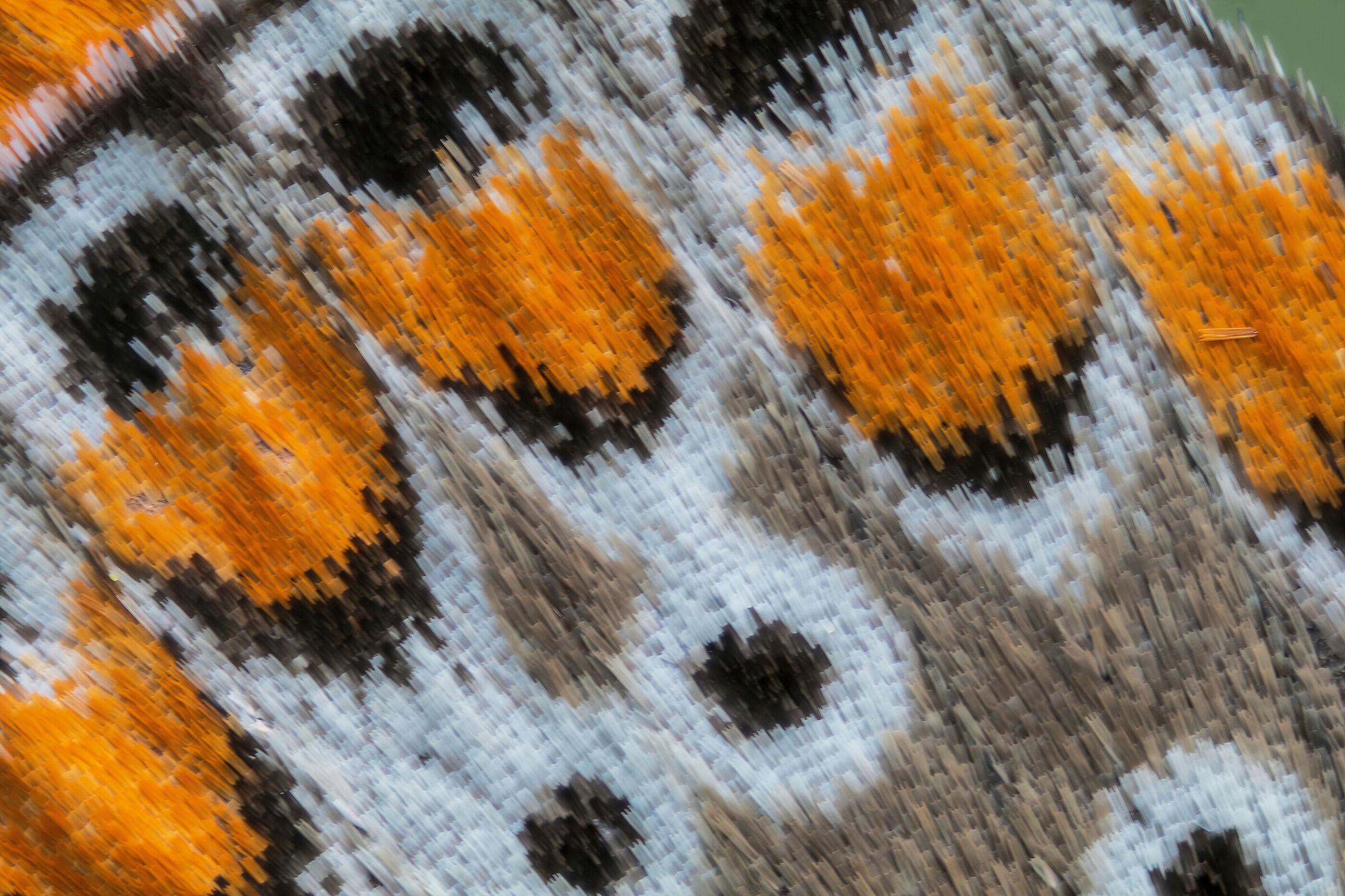 Scales of Aricia agestis