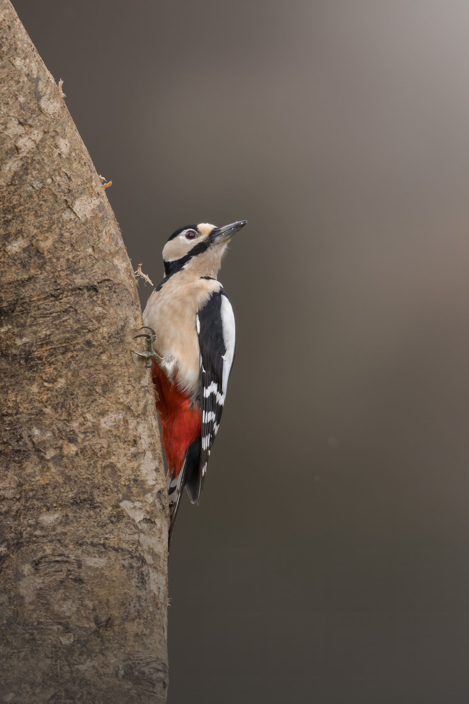 Great spotted woodpecker