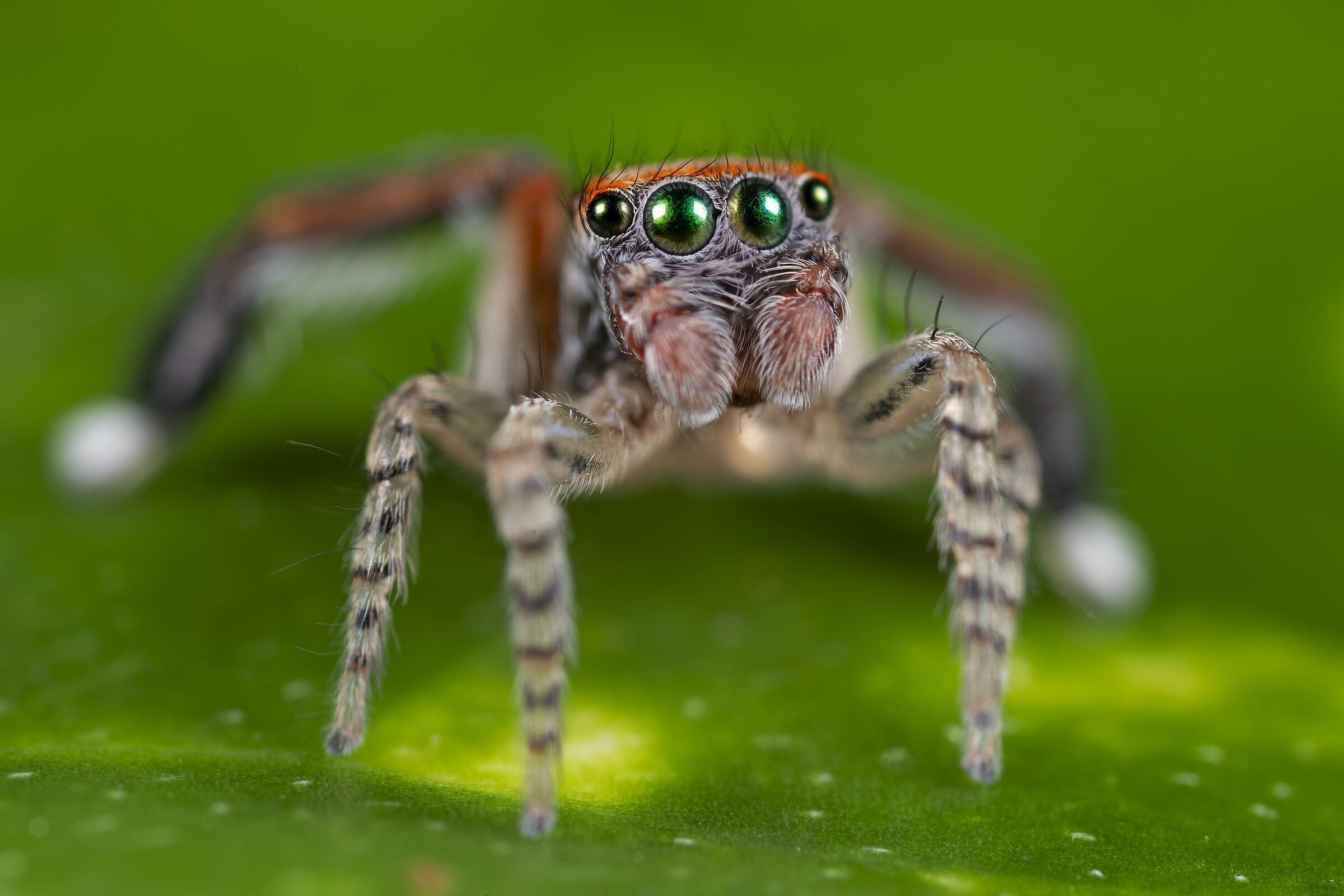 S. barbipes