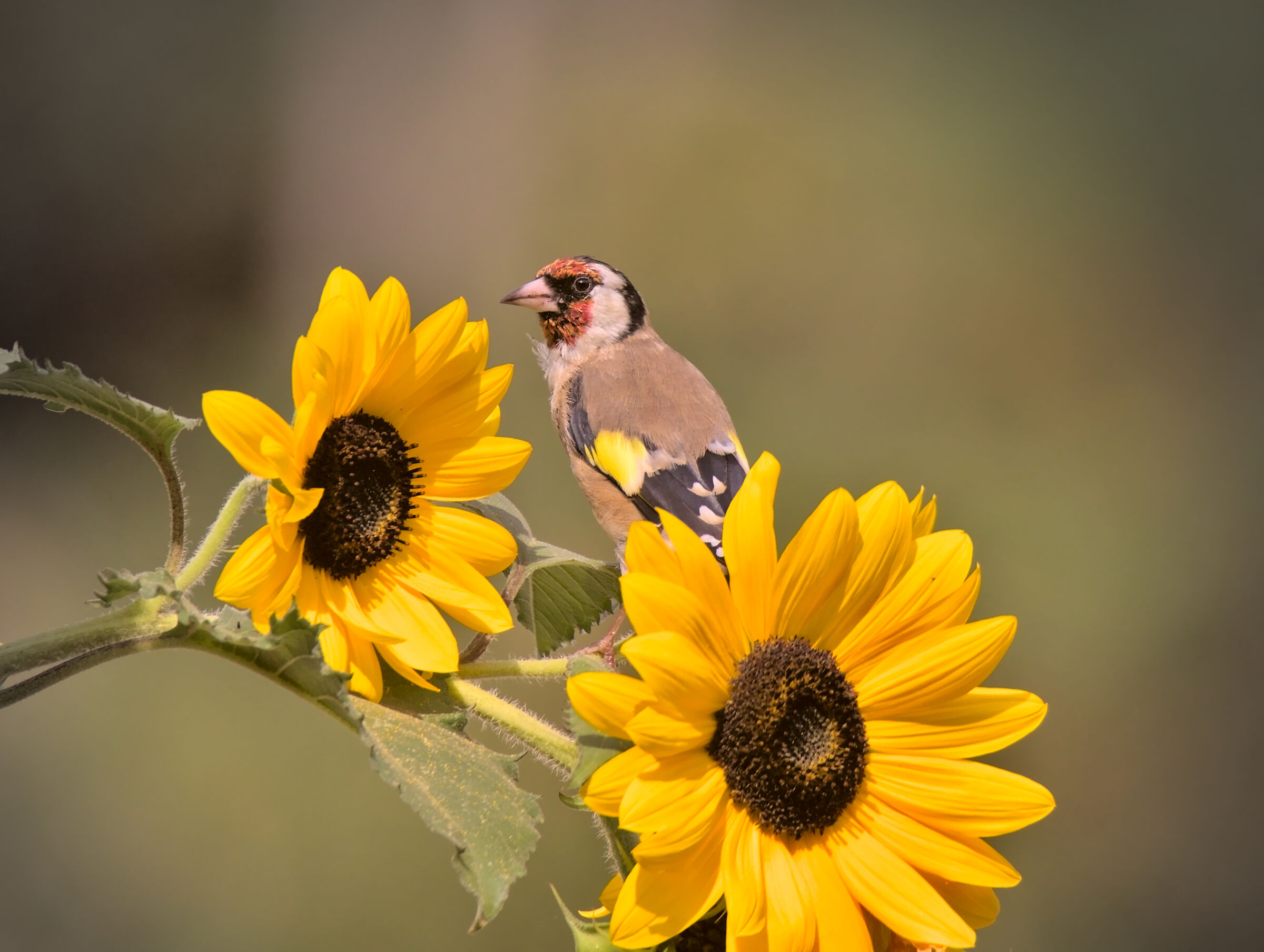 Goldfinch