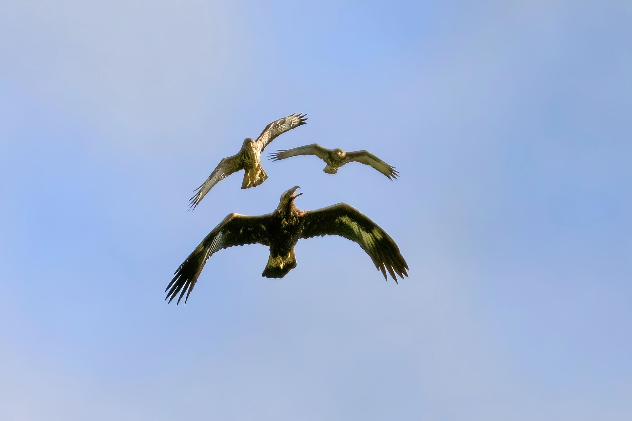 Golden eagle (Aquila chrysaetos) mobbed by 2 buzzards