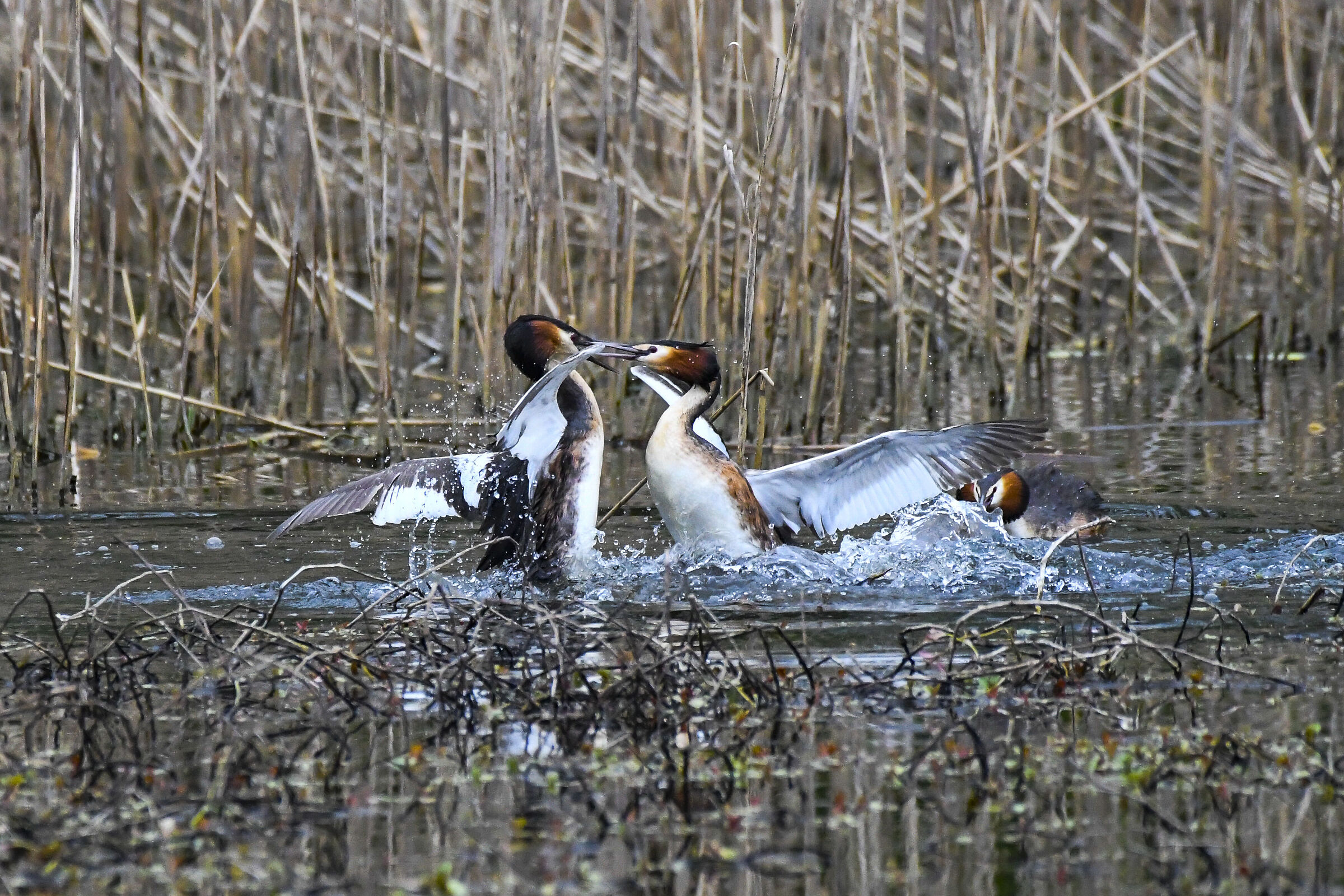 Grebe Fight