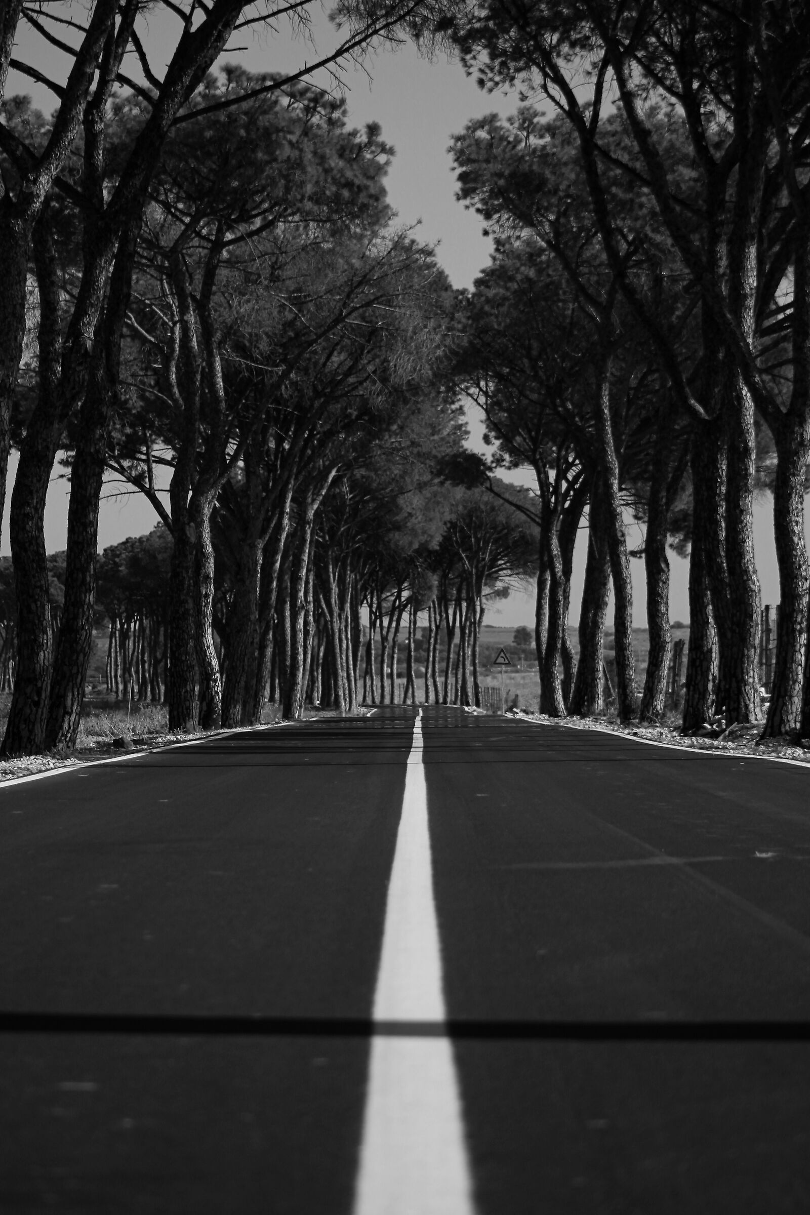 Strada del Biviere SP 68